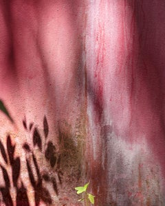 Wall rose de Palmetto Bay, Miami, 2020