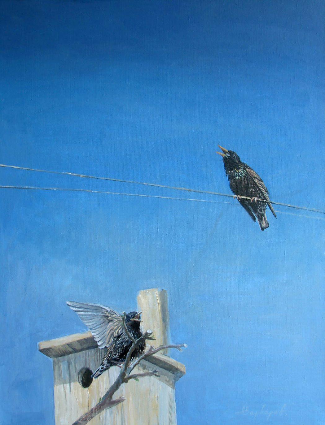 Anatoly Varvarov Viktorovich Animal Painting – Starling,  Vögel, Zeitgenössische Kunst, Original Ölgemälde, Einzigartig