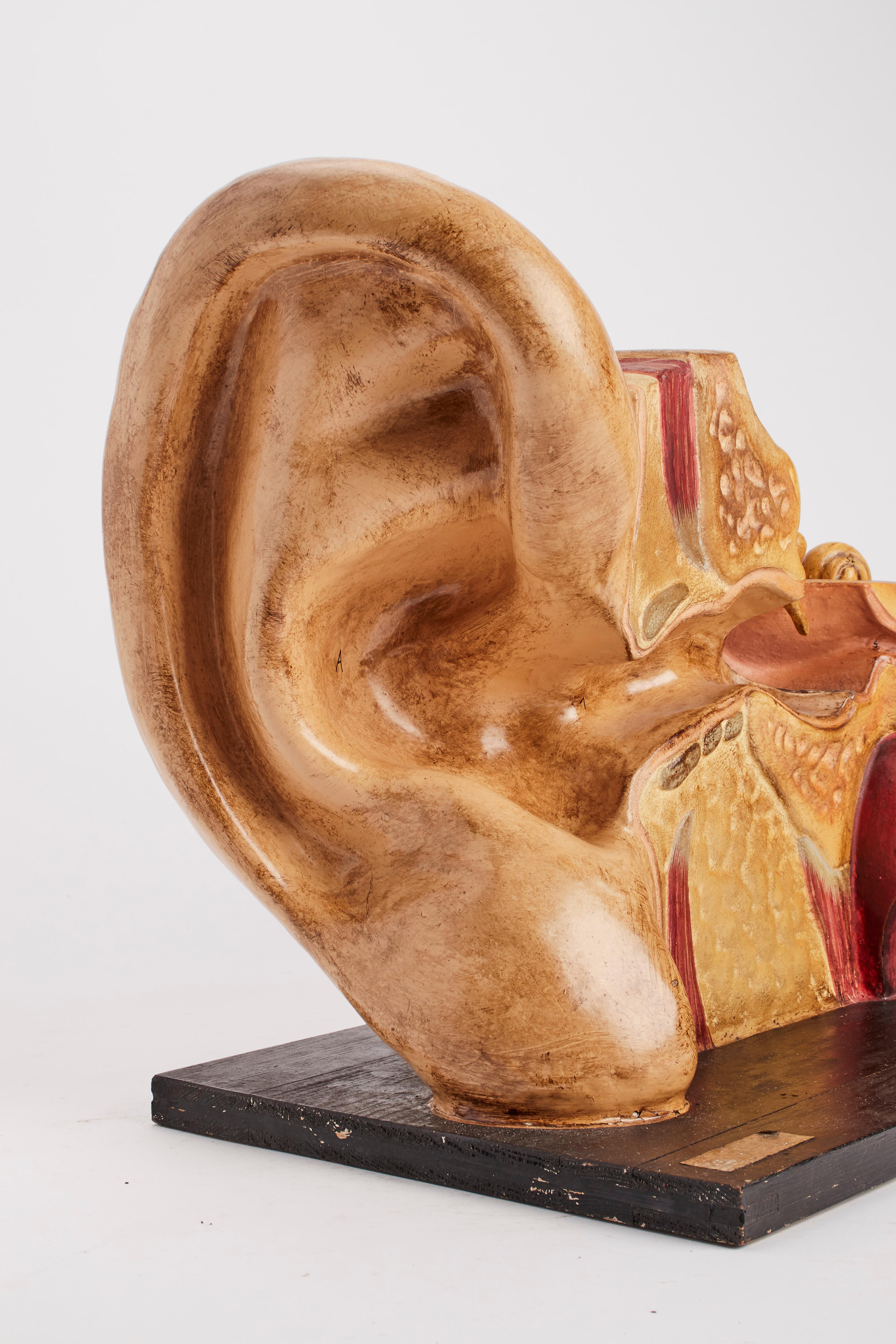 Italian Anatomic Model an External and Inner Ear, France, 1890