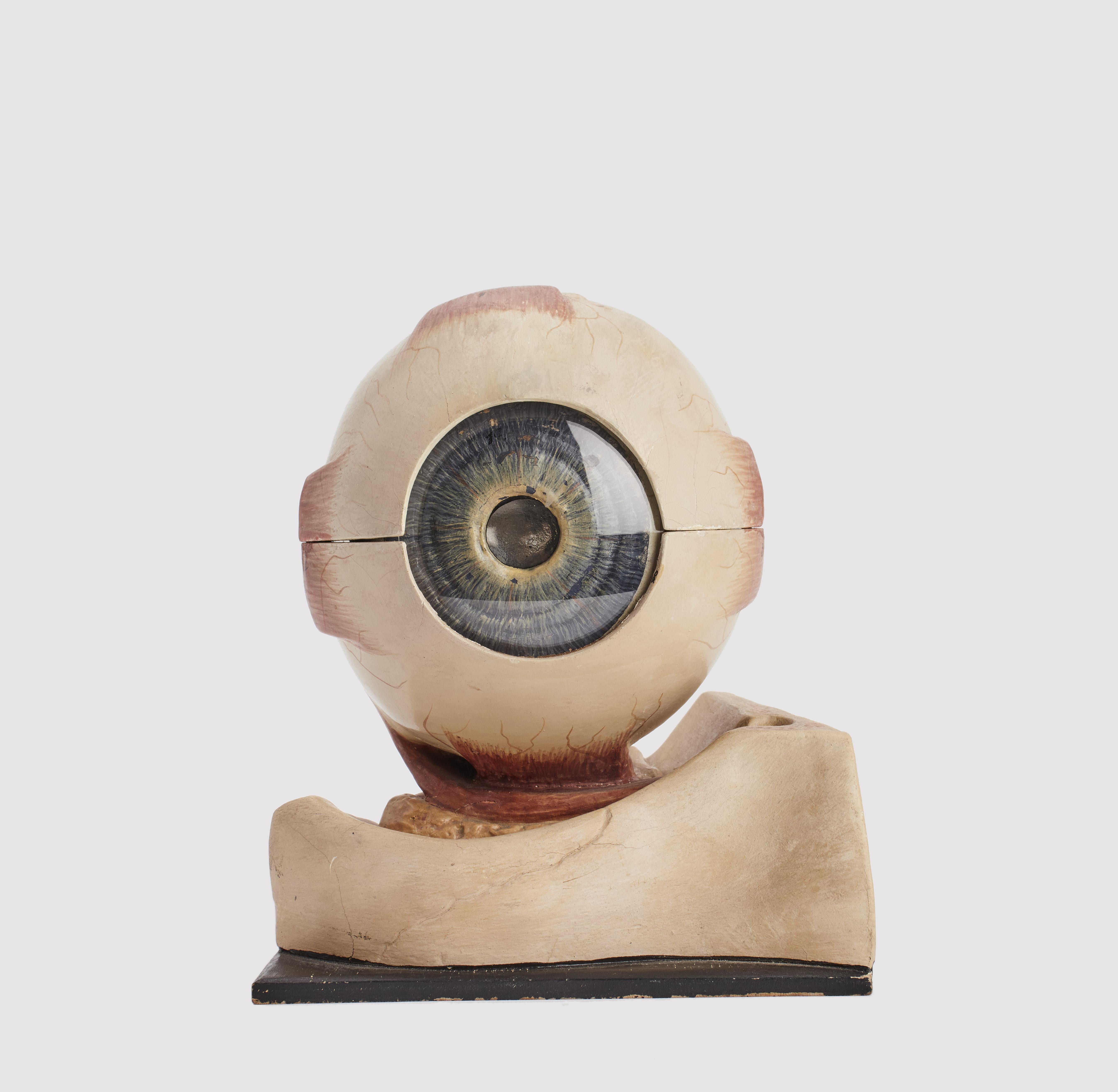 Anatomic Model an Eye, Germany, 1900 2