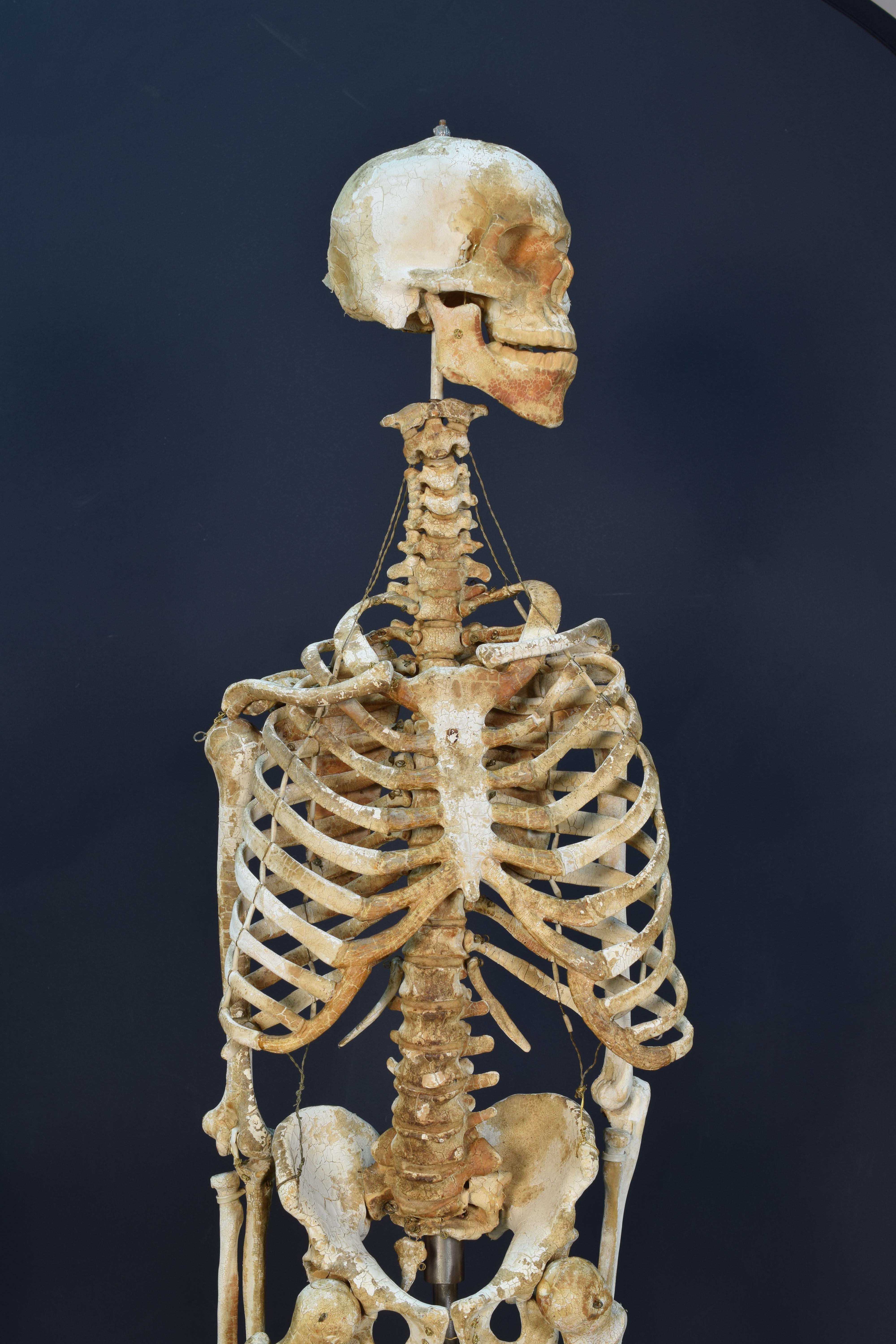 Anatomical model of the bone system, circa 1950. 
On a square base and held upright with a metal rod stands the skeleton, an anatomical model of human bones that has been widely used since the 18th century in the Faculties and Schools of Surgery,