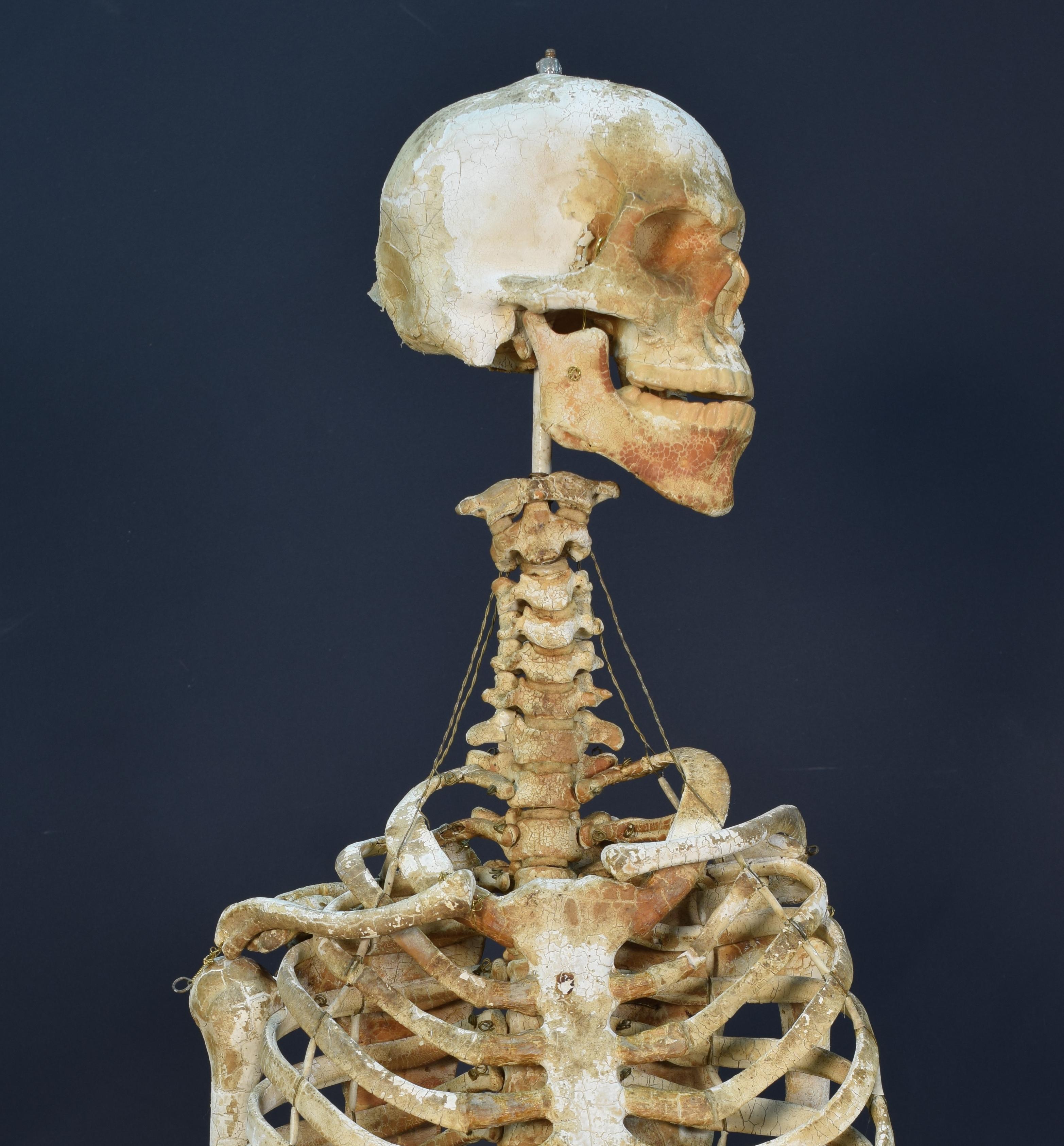 Other Anatomic Model, Bones, circa 1950 For Sale