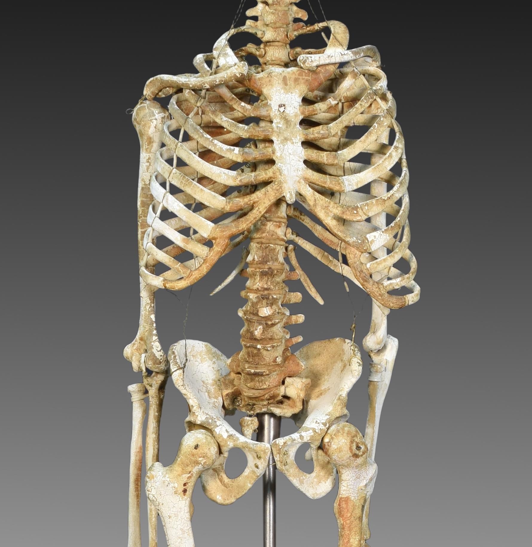 European Anatomic Model, Bones, circa 1950 For Sale