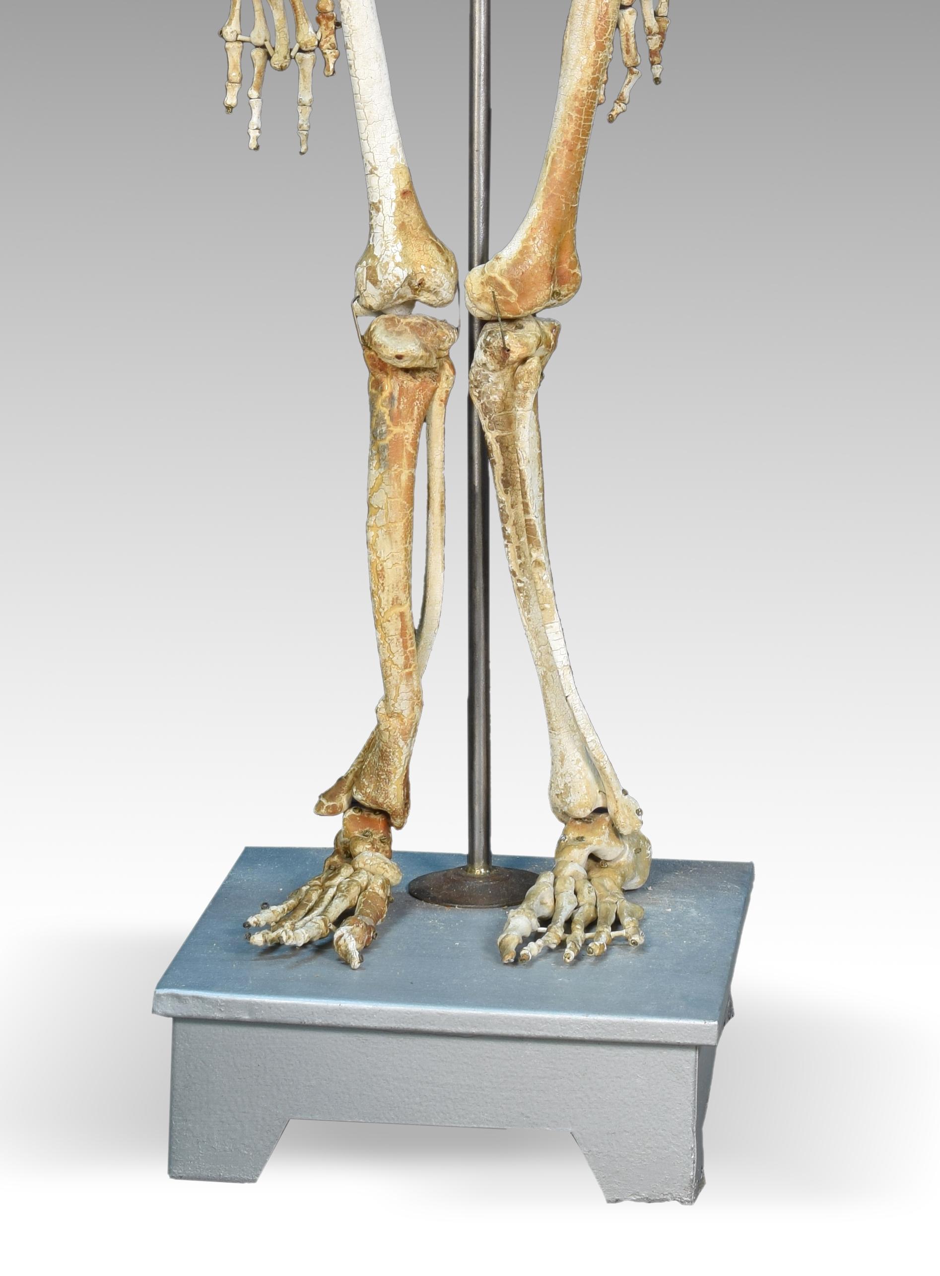 Anatomic Model, Bones, circa 1950 In Fair Condition For Sale In Madrid, ES