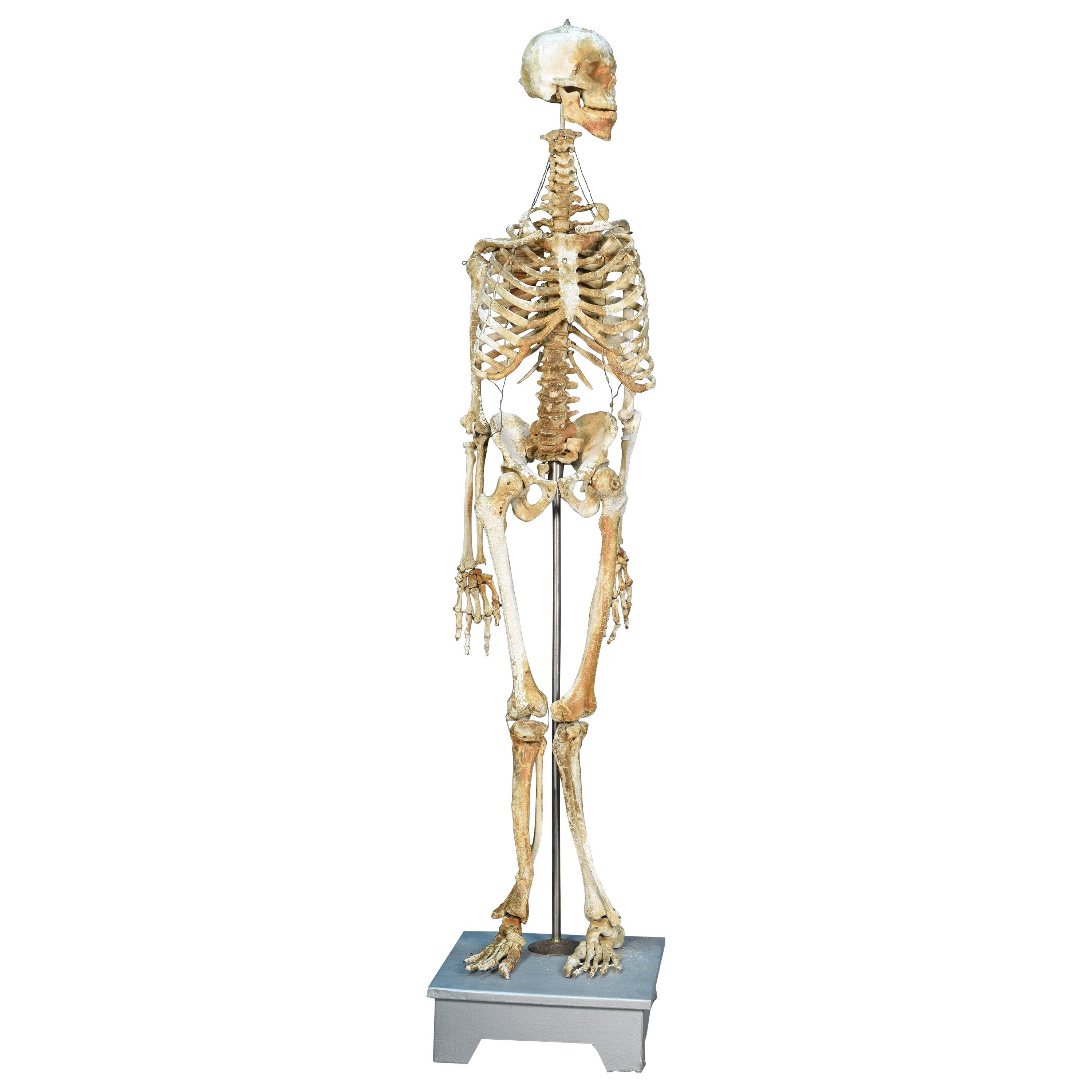 Anatomic Model, Bones, circa 1950 For Sale
