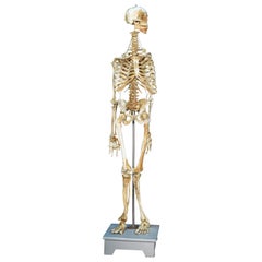 Anatomic Model, Bones, circa 1950