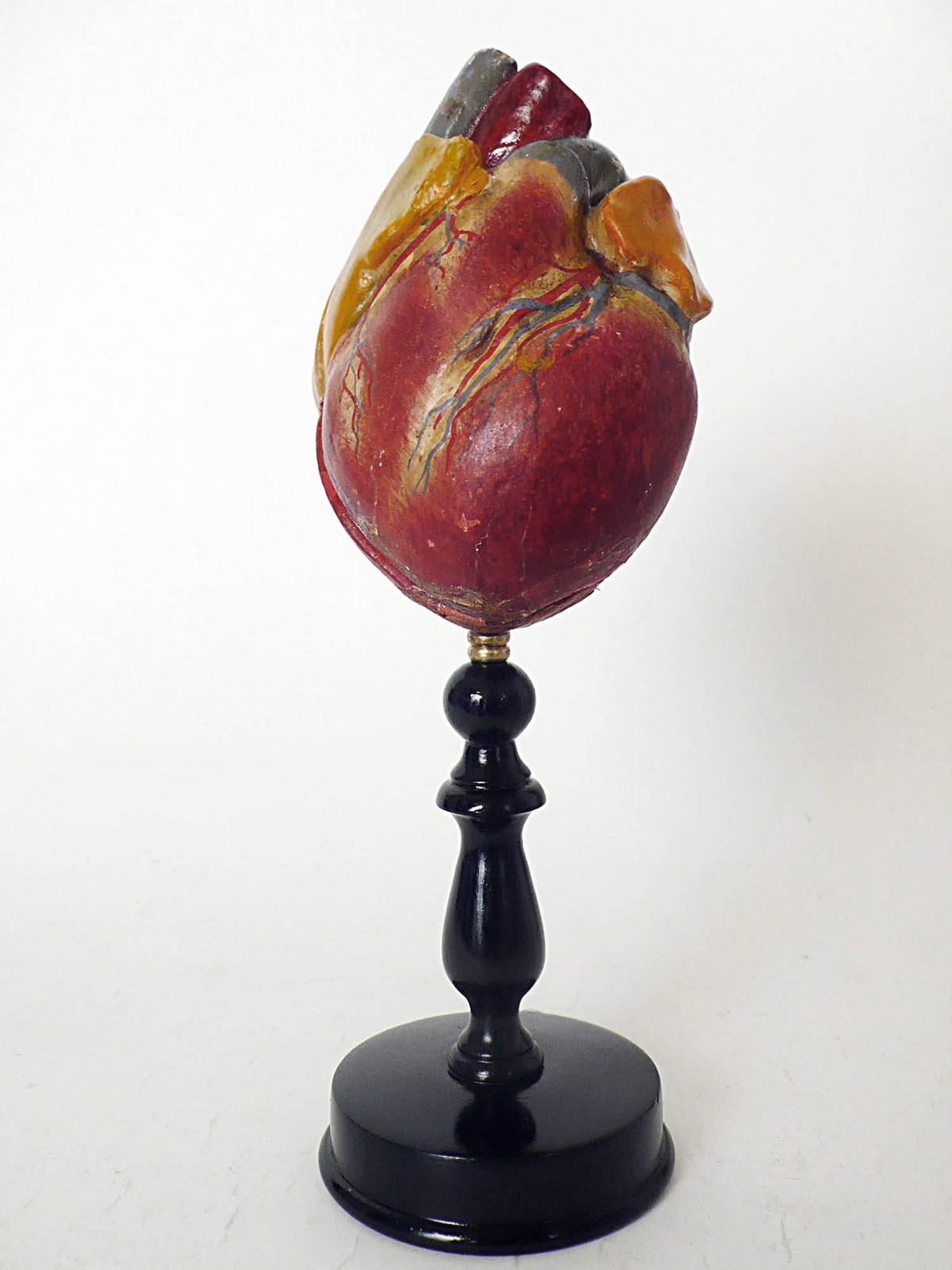 Anatomic model for class, depicting a man’s heart, made out of plaster and painted papier mâché, mounted over a black round wooden base.