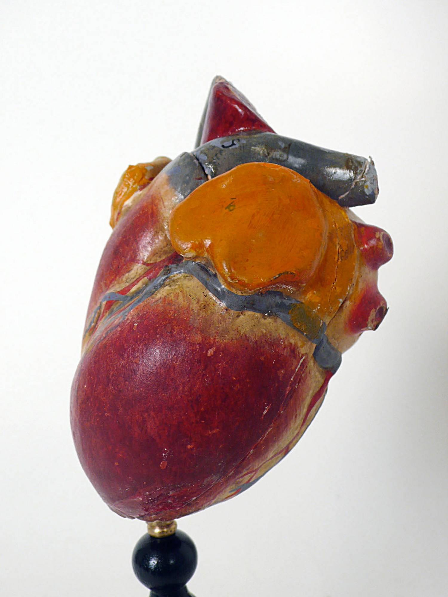 French Anatomic Model Depicting a Human Heart, France,  1890
