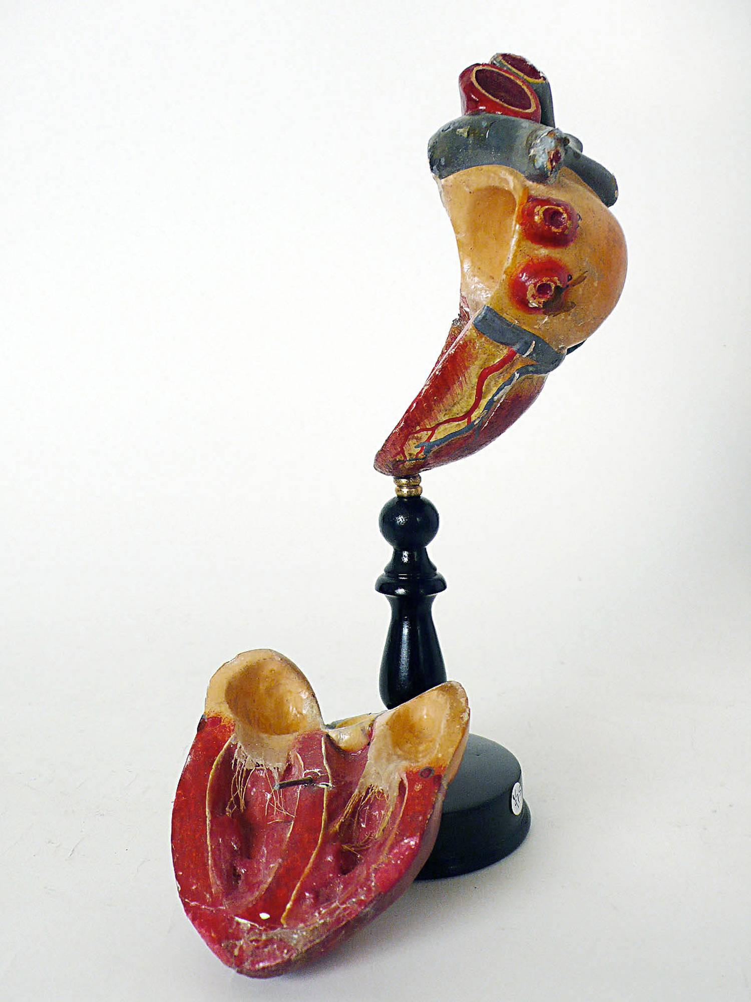 Late 19th Century Anatomic Model Depicting a Human Heart, France,  1890