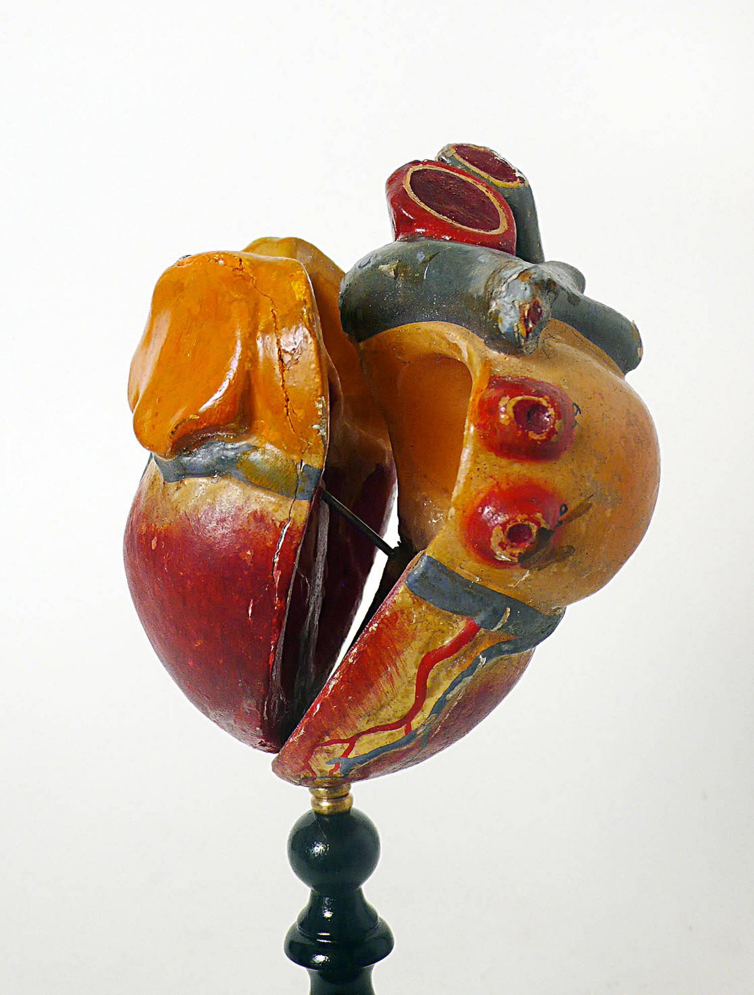 Plaster Anatomic Model Depicting a Human Heart, France,  1890
