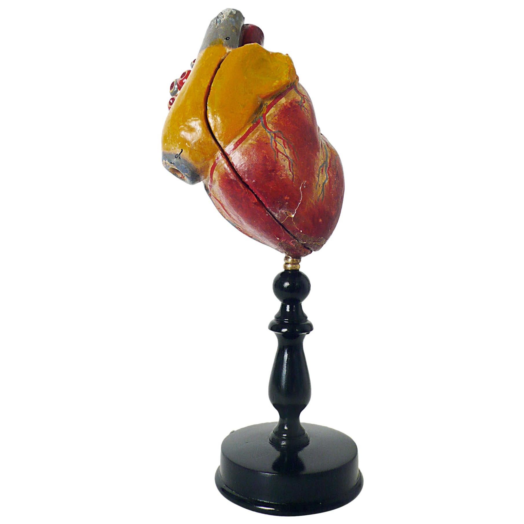 Anatomic Model Depicting a Human Heart, France,  1890