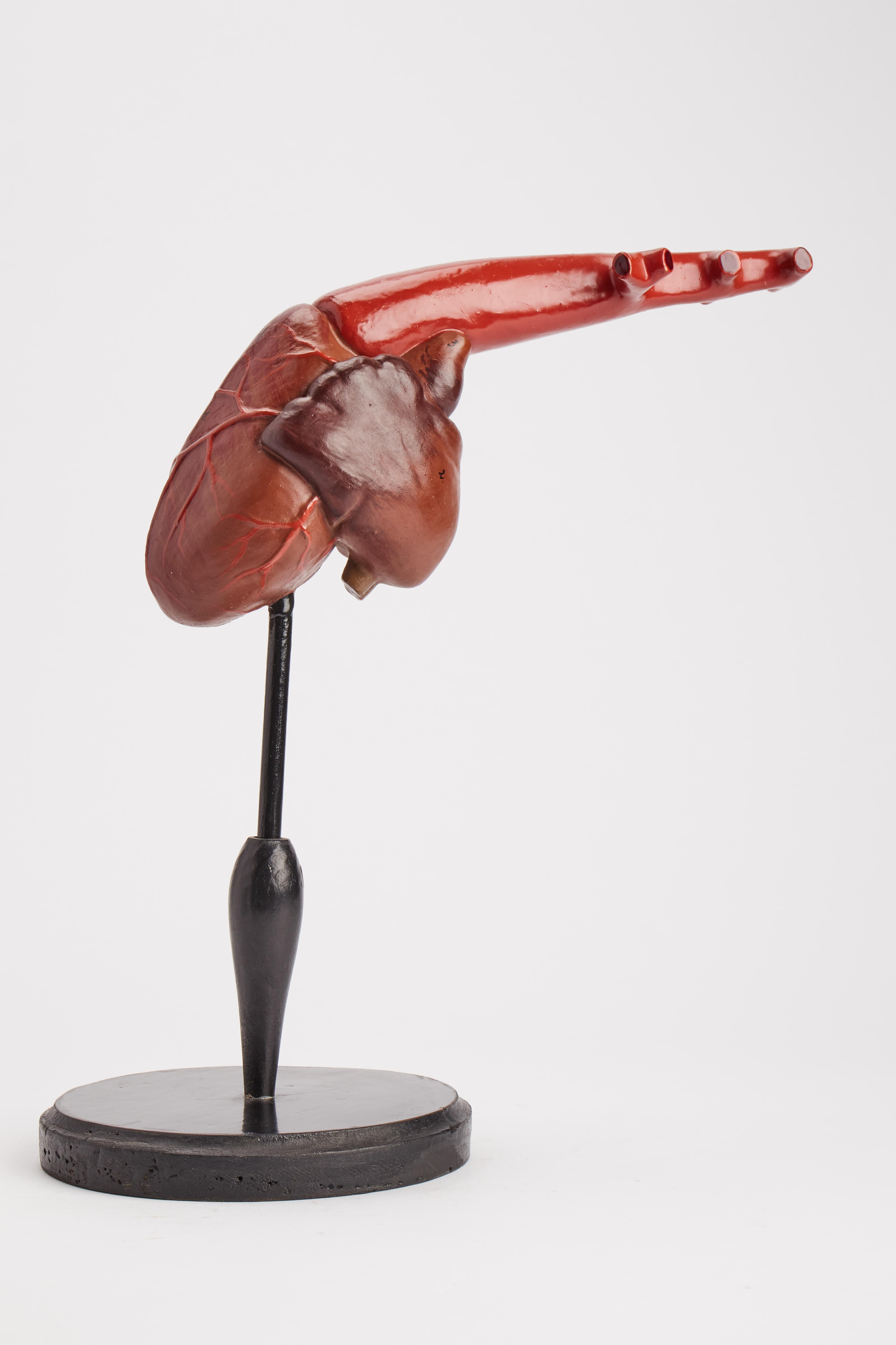 French Anatomic Model for Class: an Animal’s Heart, France, 1890