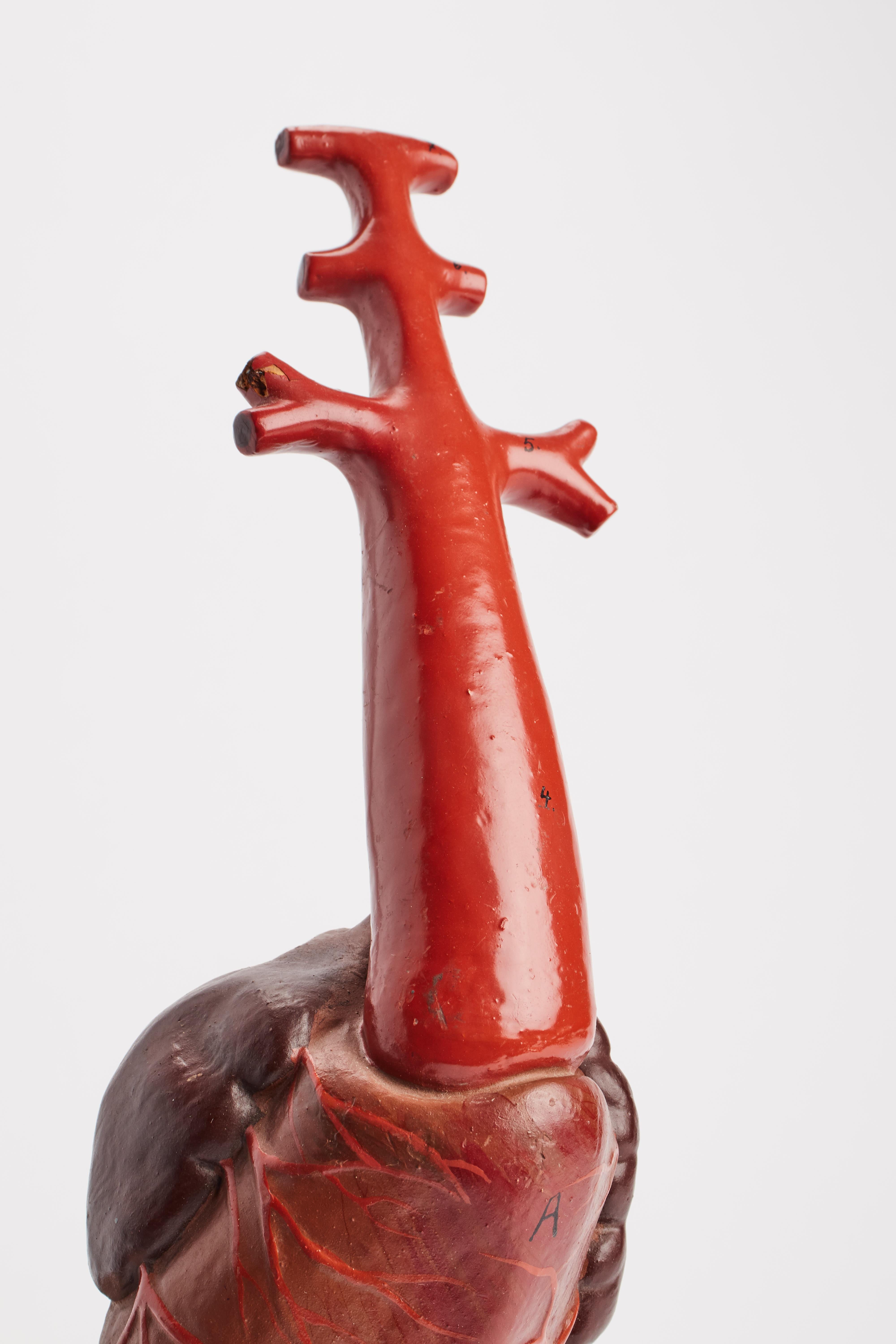 Anatomic Model for Class: an Animal’s Heart, France, 1890 In Good Condition In Milan, IT