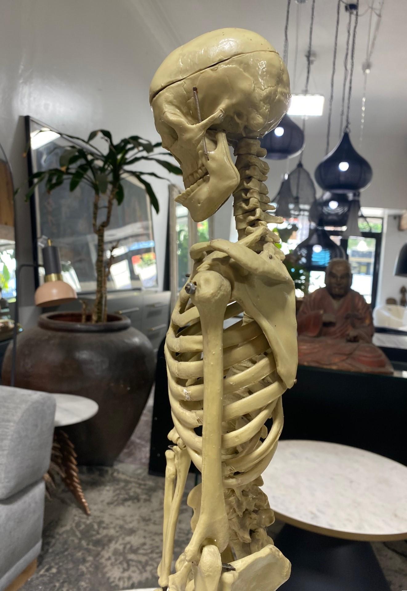 Modelo Anatómico Esqueleto Humano Esculpido en Soporte de Exposición en venta 4