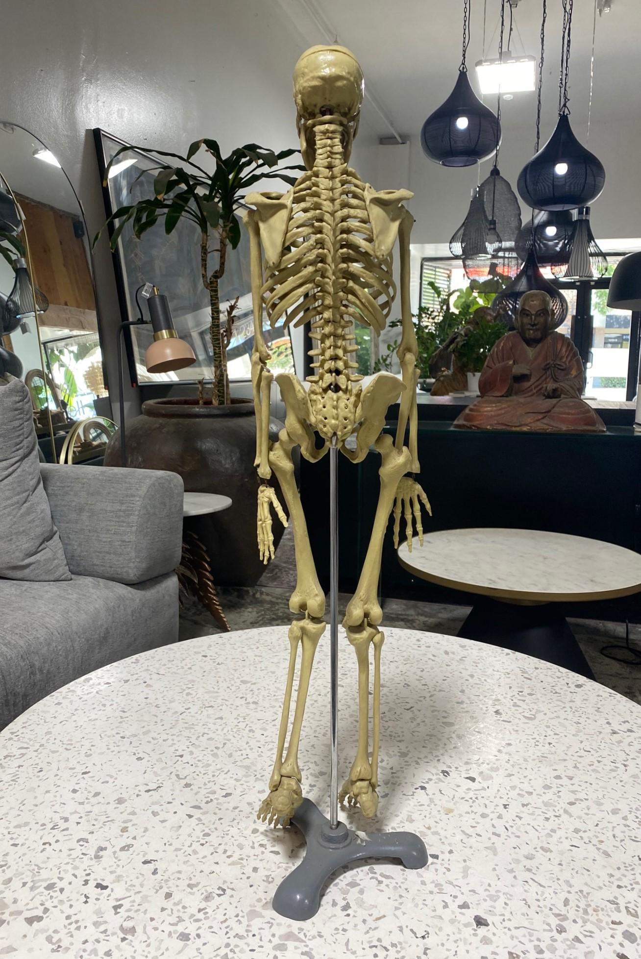 Modelo Anatómico Esqueleto Humano Esculpido en Soporte de Exposición en venta 5