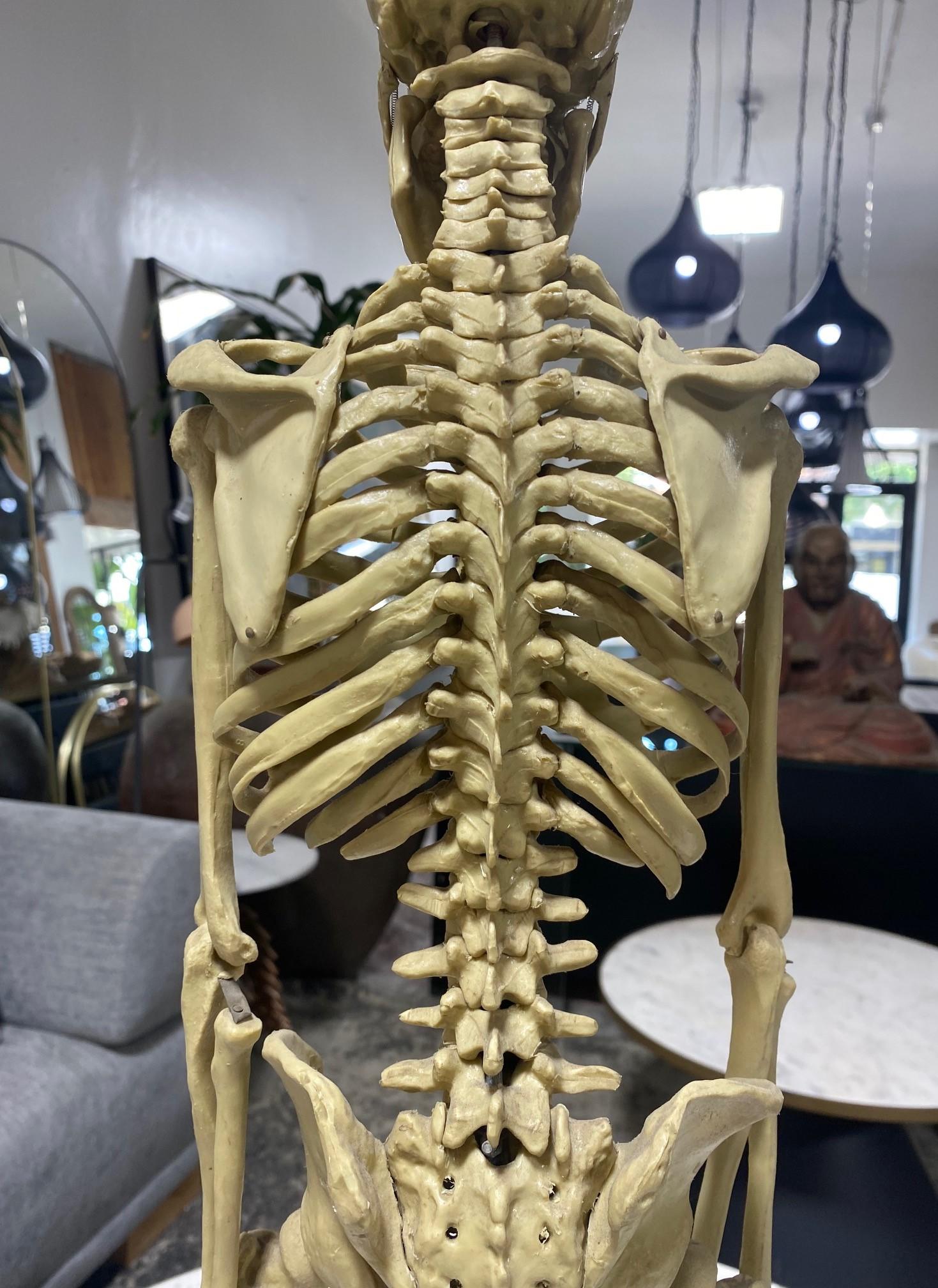 Modelo Anatómico Esqueleto Humano Esculpido en Soporte de Exposición en venta 6