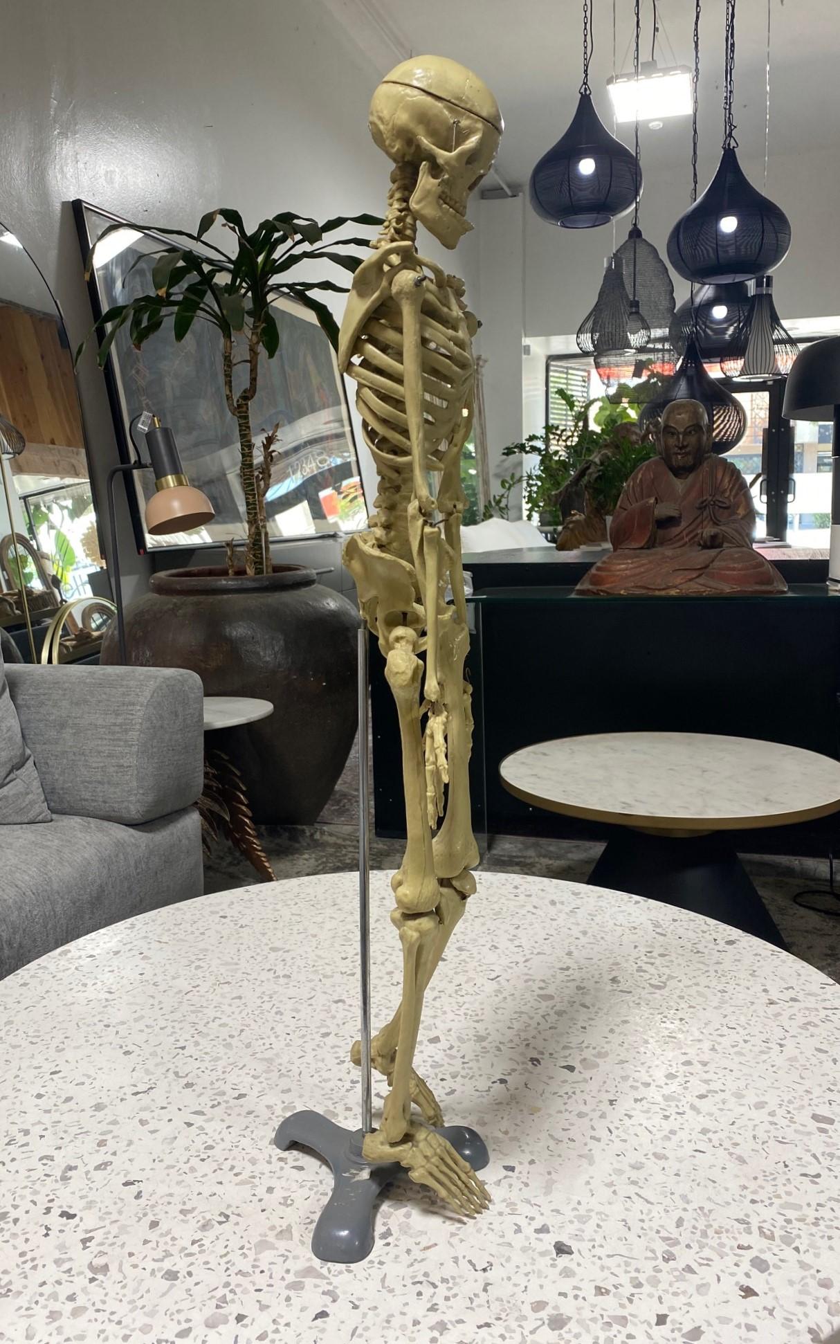 Modelo Anatómico Esqueleto Humano Esculpido en Soporte de Exposición en venta 7