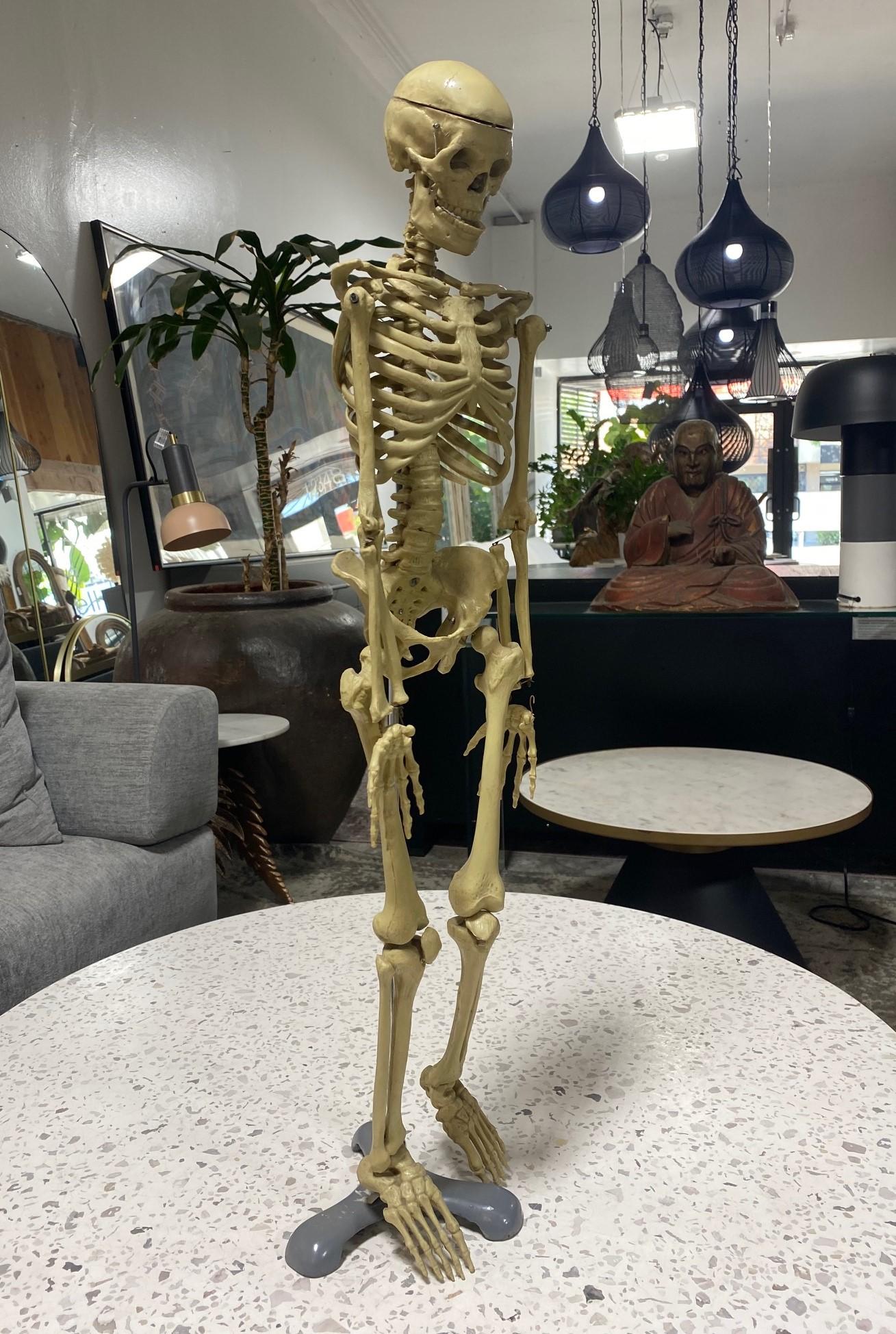 Modelo Anatómico Esqueleto Humano Esculpido en Soporte de Exposición en venta 8