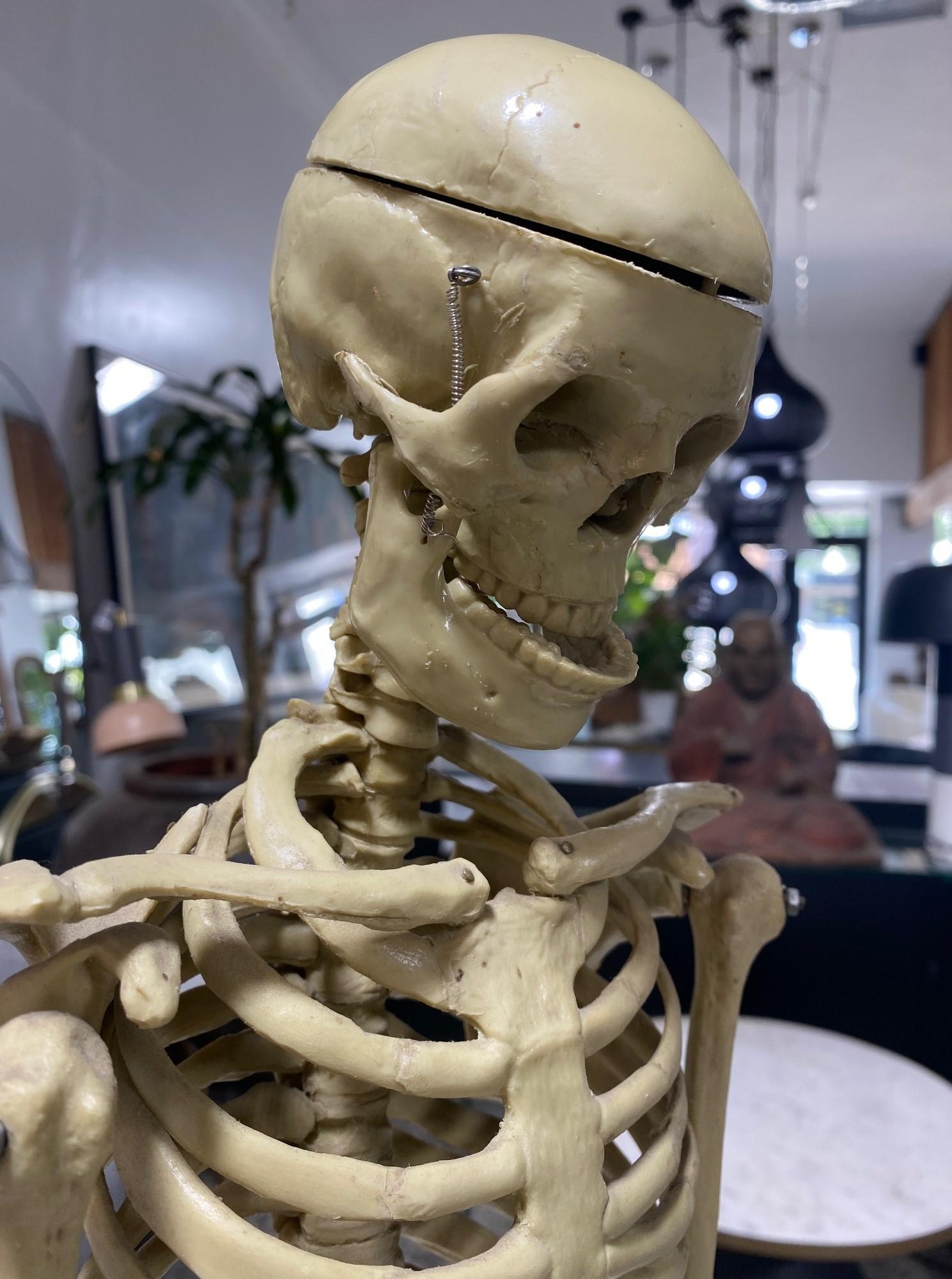 Modelo Anatómico Esqueleto Humano Esculpido en Soporte de Exposición en venta 9