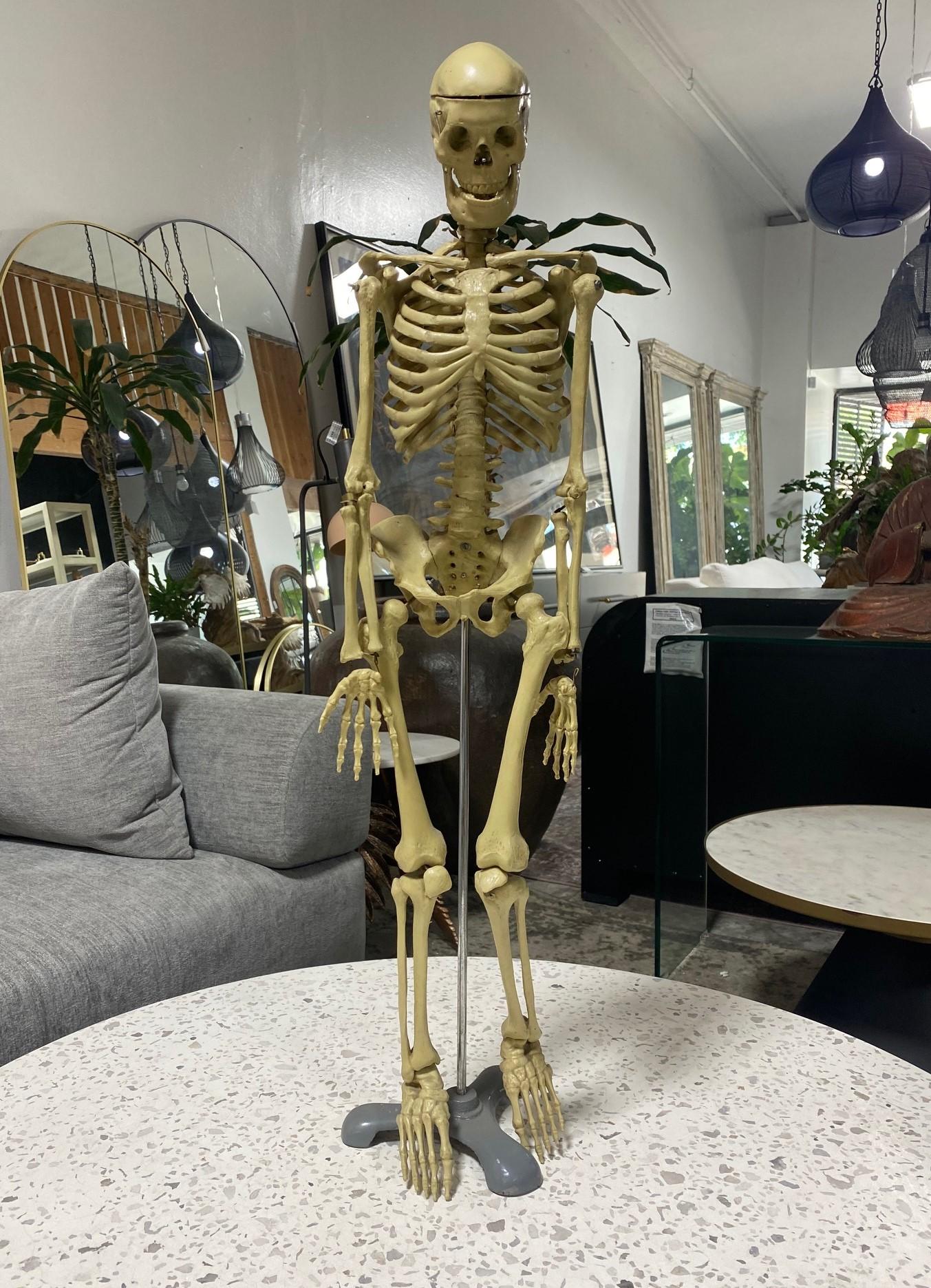 Modelo Anatómico Esqueleto Humano Esculpido en Soporte de Exposición en venta 10
