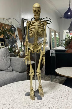 Anatomic Model Human Skeleton Sculpure on Display Stand