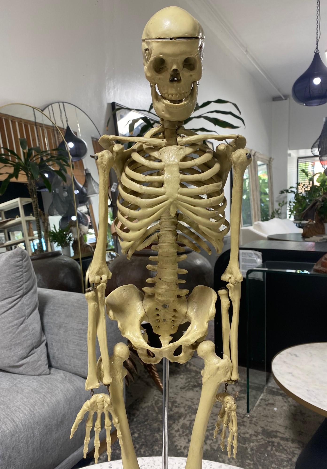Modelo Anatómico Esqueleto Humano Esculpido en Soporte de Exposición Estadounidense en venta