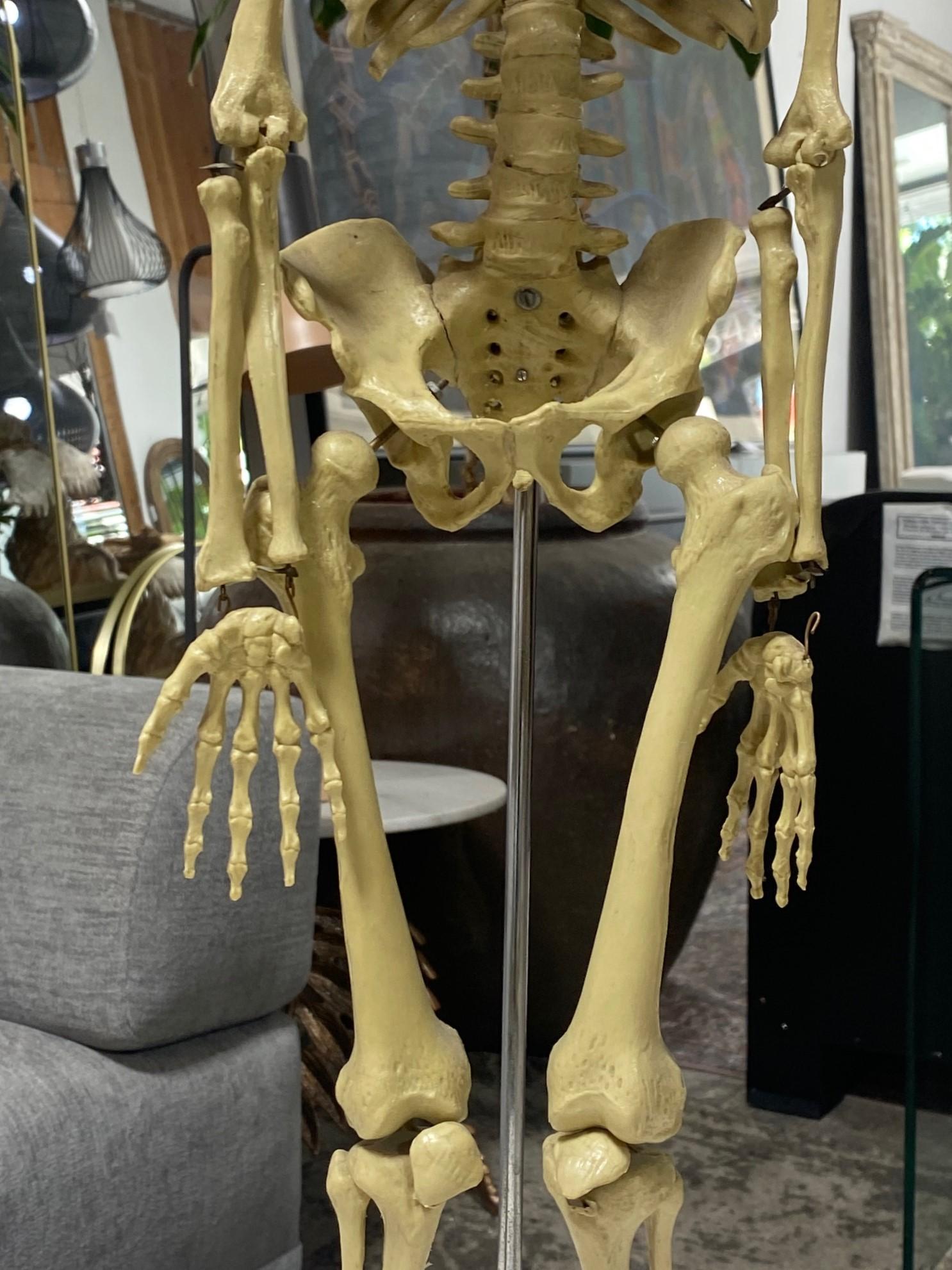 Modelo Anatómico Esqueleto Humano Esculpido en Soporte de Exposición Plástico en venta