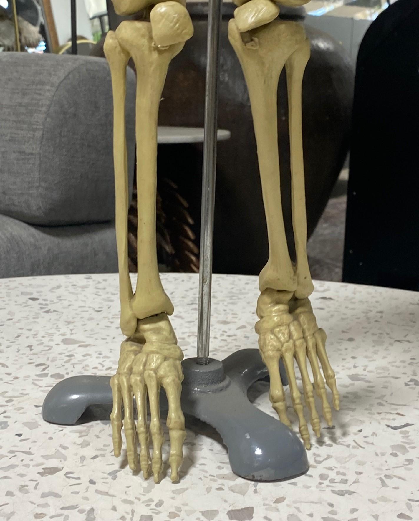 Modelo Anatómico Esqueleto Humano Esculpido en Soporte de Exposición en venta 1