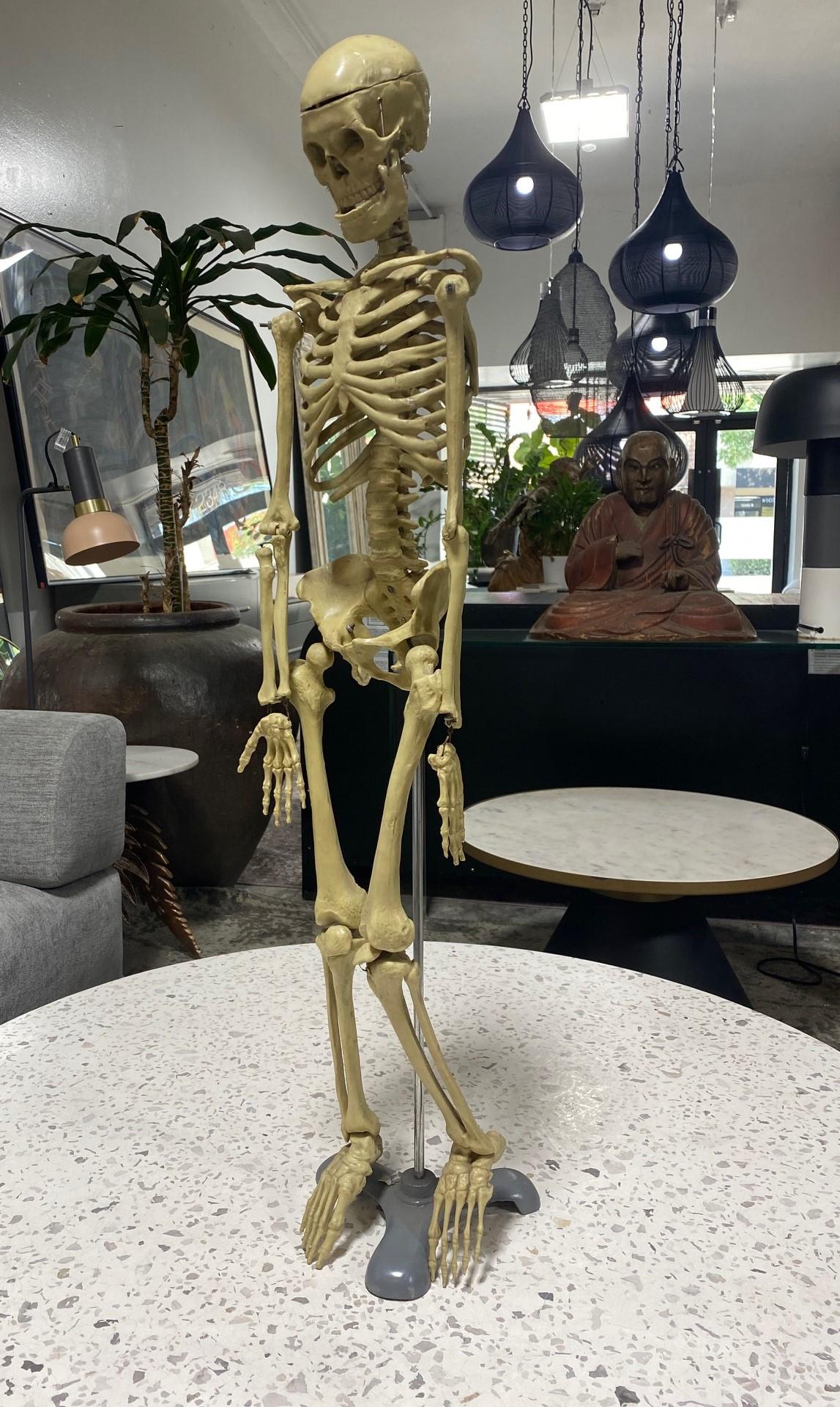 Modelo Anatómico Esqueleto Humano Esculpido en Soporte de Exposición en venta 2
