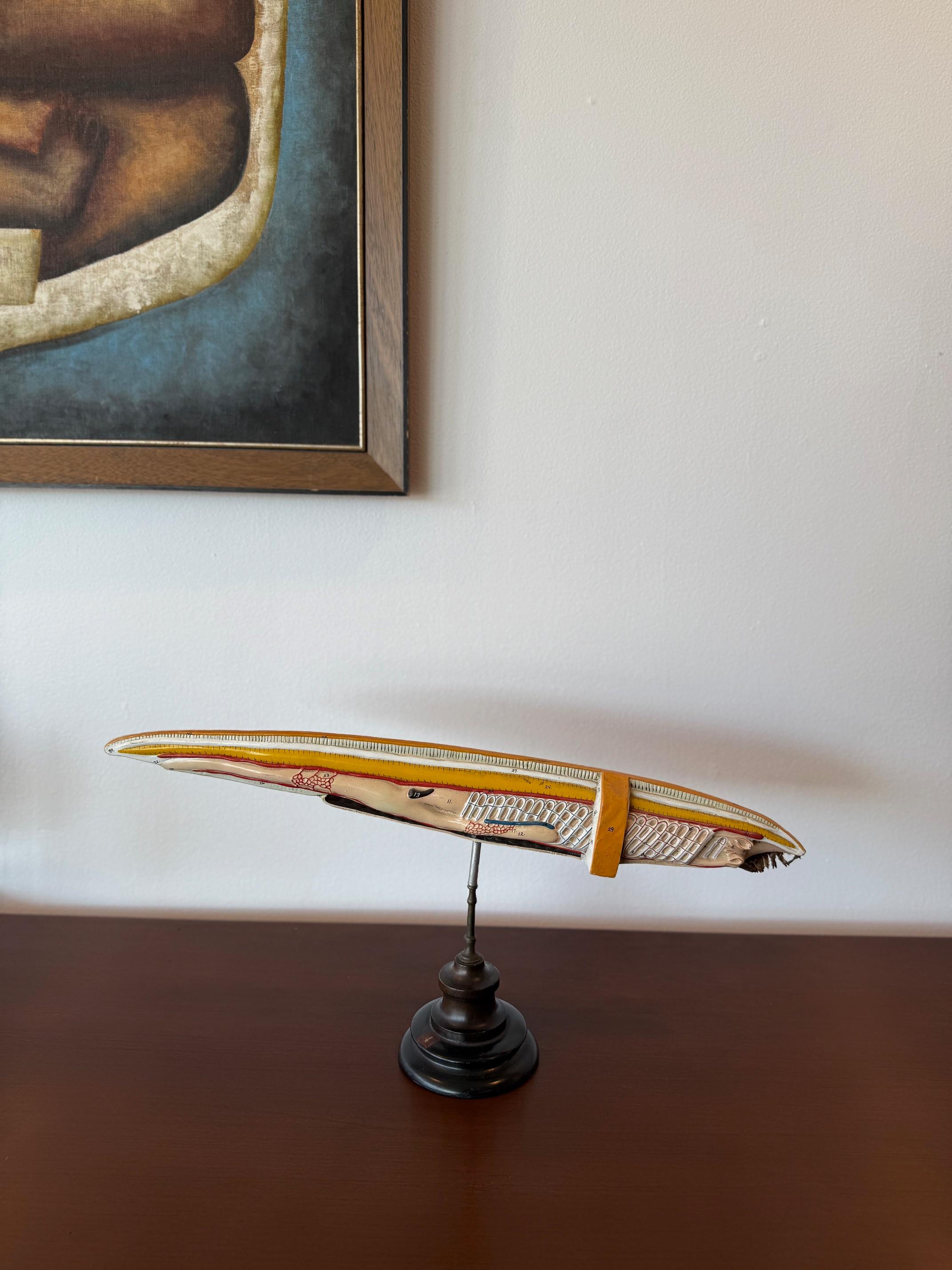 Anatomical Deco period model sculpture of an eel. Mounted on original base that allows the sculpture to swivel. 