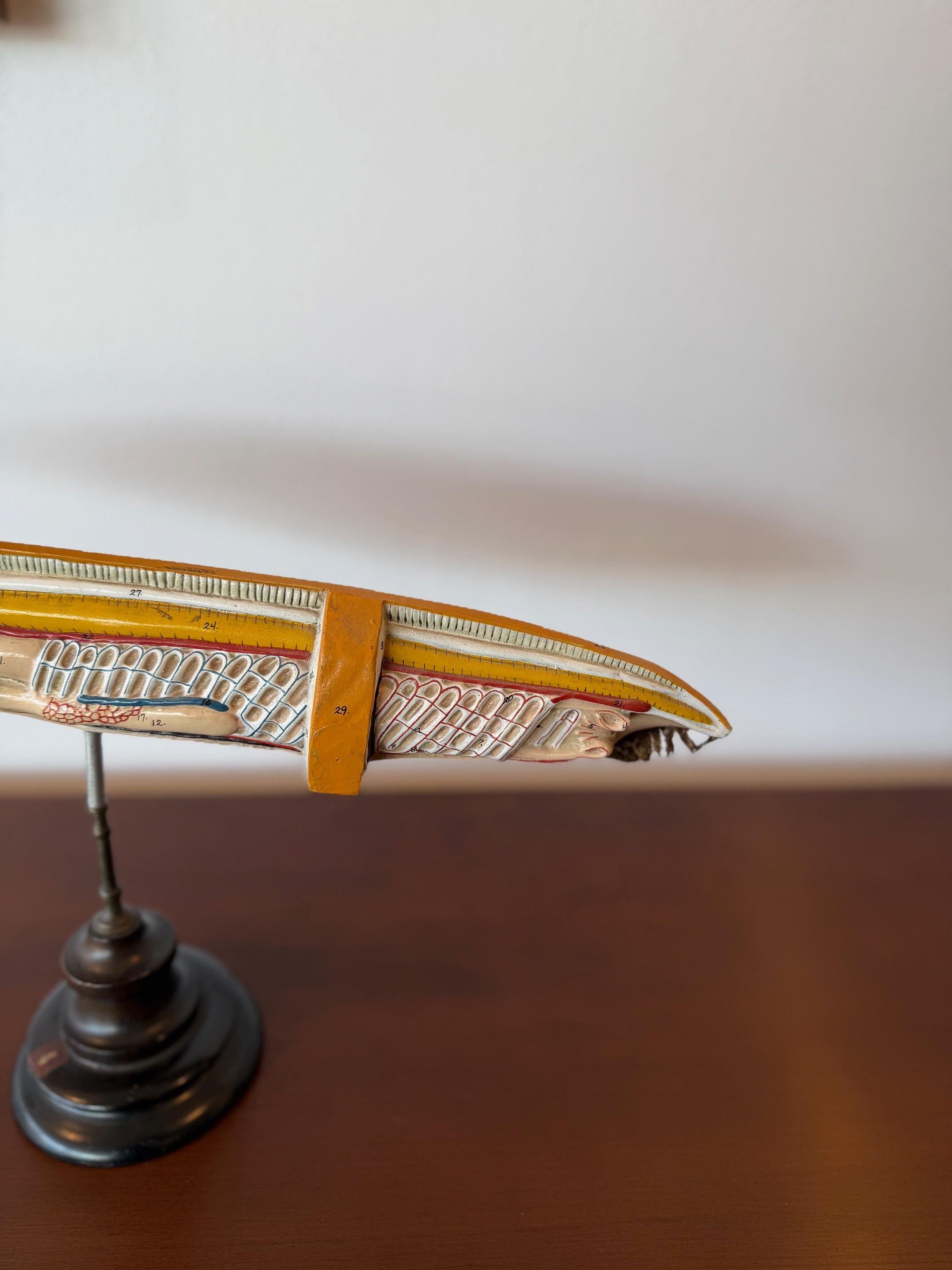 Art Deco Anatomical 1930's Mounted Eel Sculpture For Sale