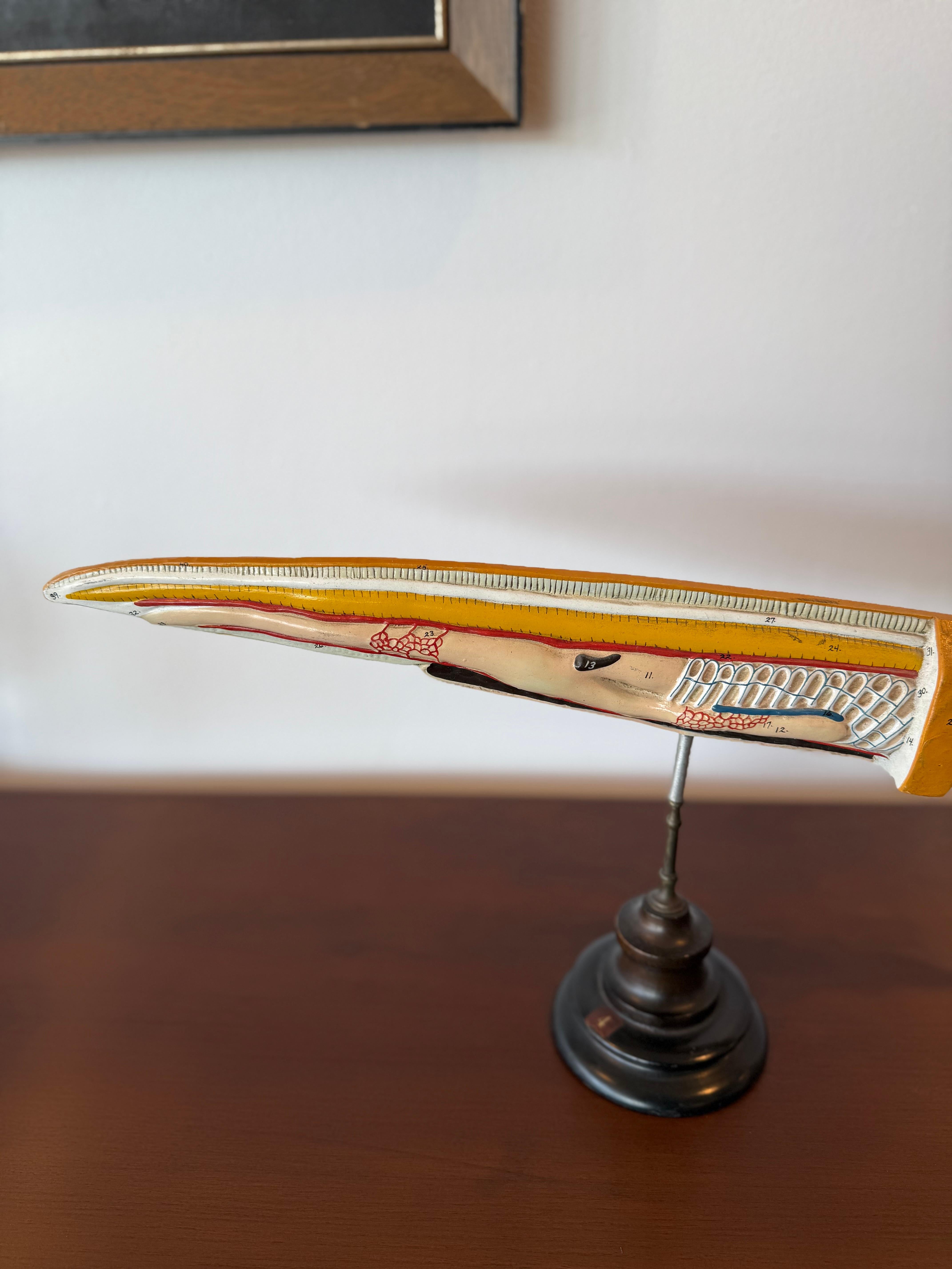 Anatomical 1930's Mounted Eel Sculpture In Good Condition For Sale In Phoenix, AZ