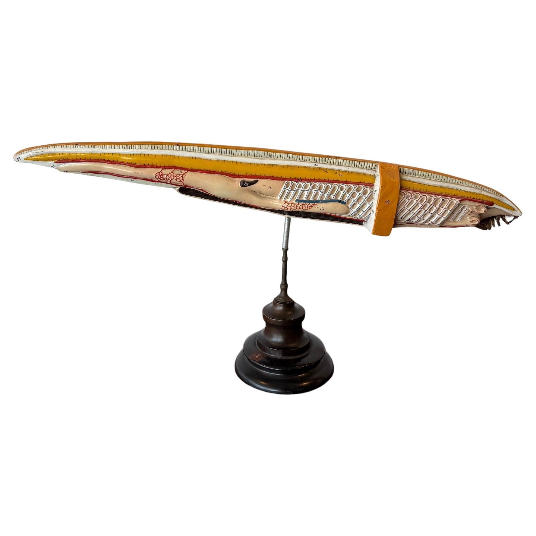Anatomical 1930's Mounted Eel Sculpture For Sale