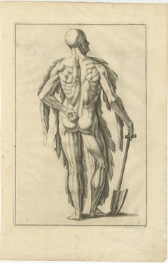 Anatomical Back Muscle Study with Shovel Academic Engraving German, c1745