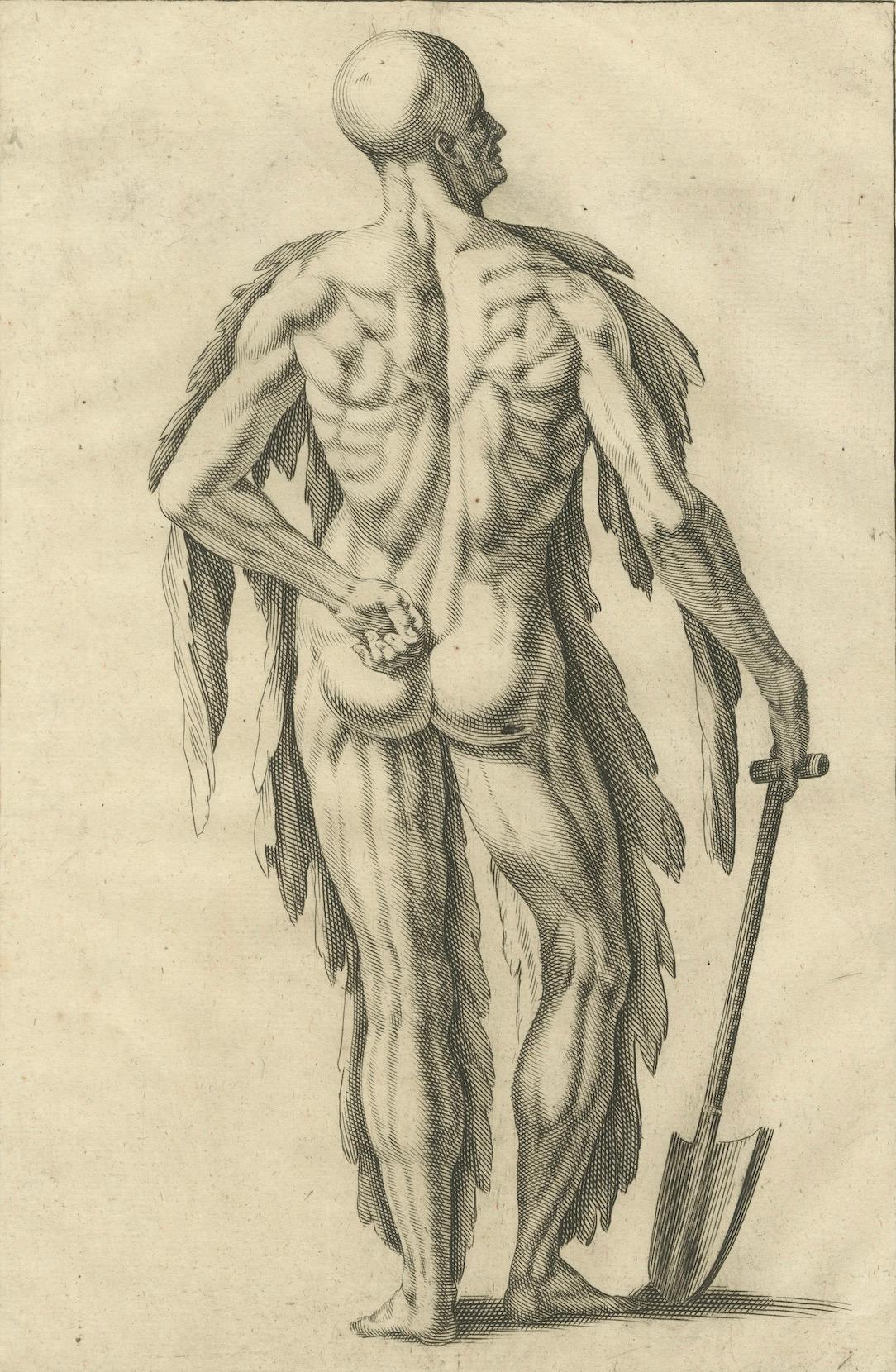 Anatomical Back Muscle Study with Shovel Academic Engraving German, c1745