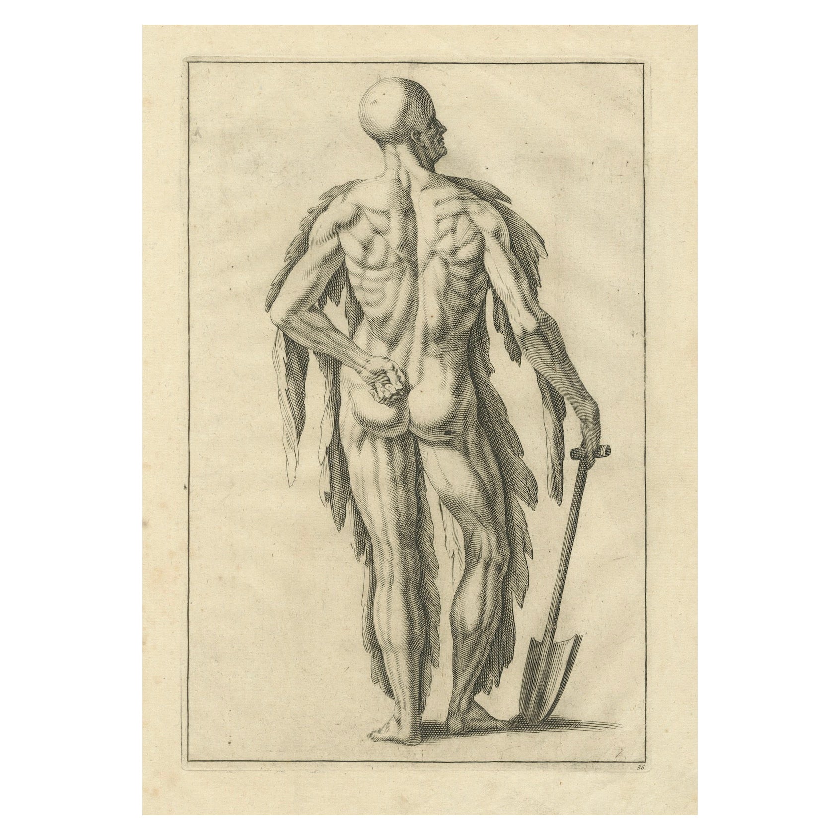 Anatomical Back Muscle Study with Shovel Academic Engraving German, c1745