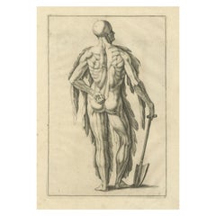 Anatomical Back Muscle Study with Shovel Academic Engraving German, c1745 Antique Anatomical Back Muscle Study with Shovel Academic Engraving German, c1745