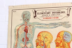 Anatomical Chart of the Circulatory System by Robert E Holding, circa 1910
