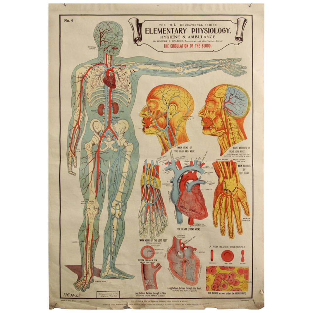 Anatomical Chart of the Circulatory System by Robert E Holding, circa 1910
