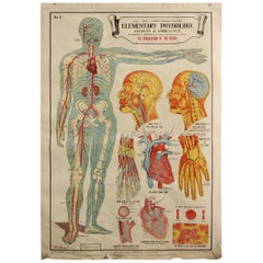 Anatomical Chart of the Circulatory System by Robert E Holding, circa 1910