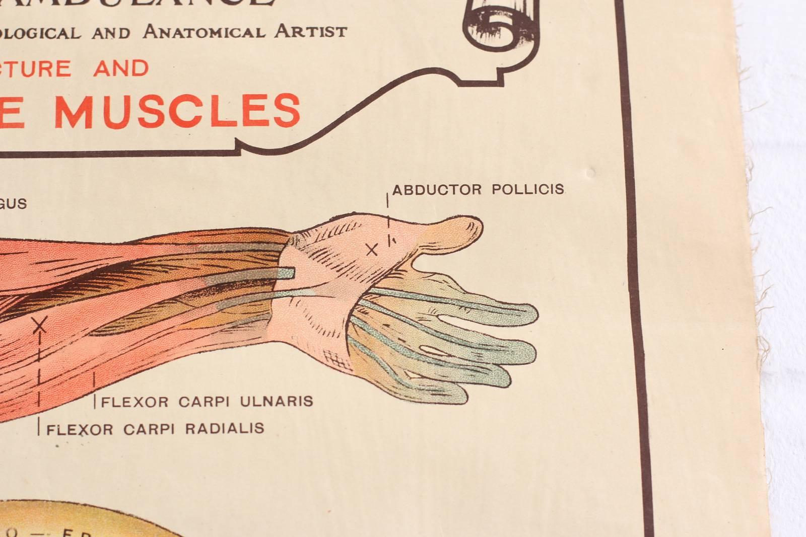 Anatomical Chart of the Muscles by Robert E Holding, circa 1910 1