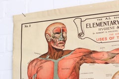 Anatomical Chart of the Muscles by Robert E Holding, circa 1910