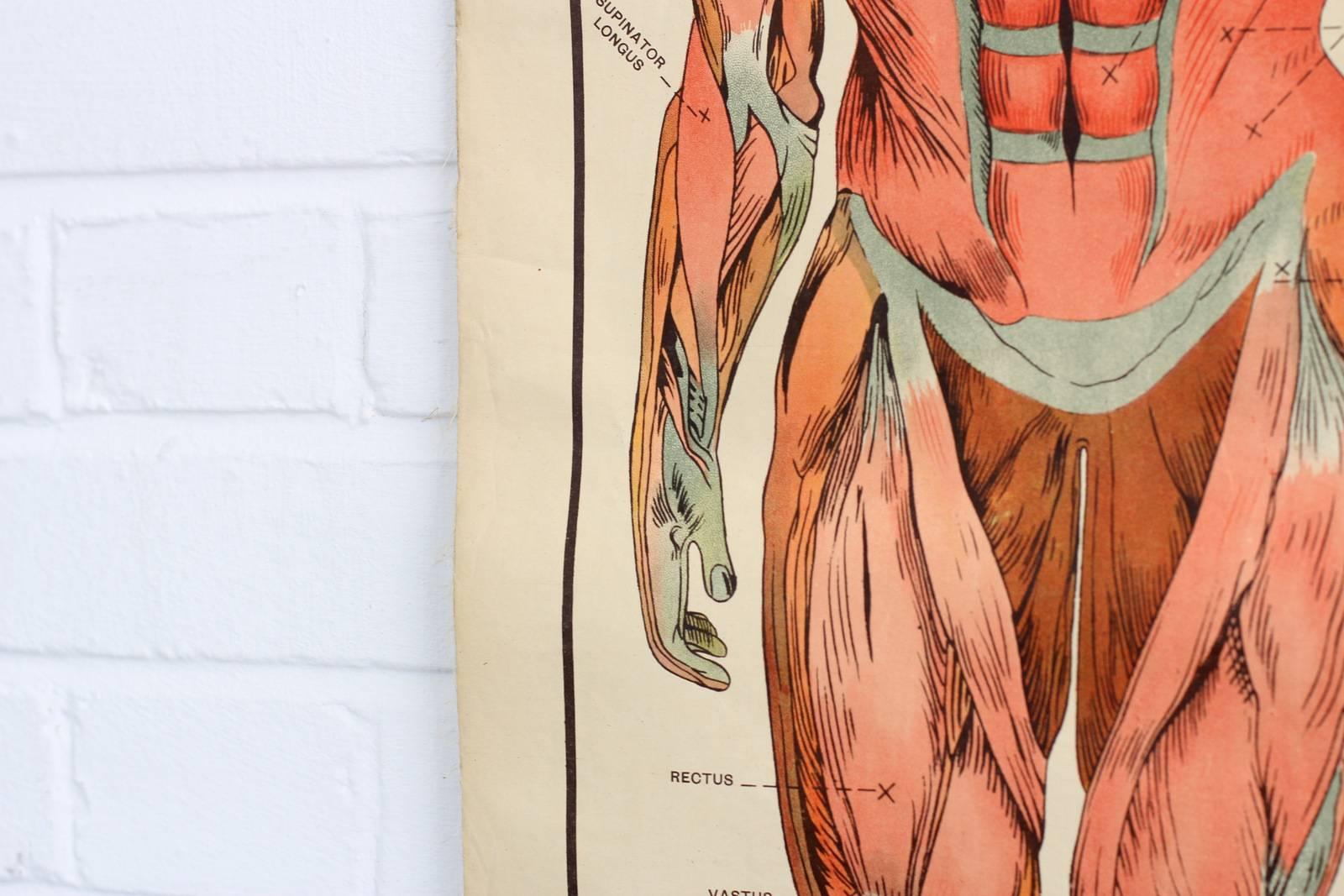 muscle anatomy chart