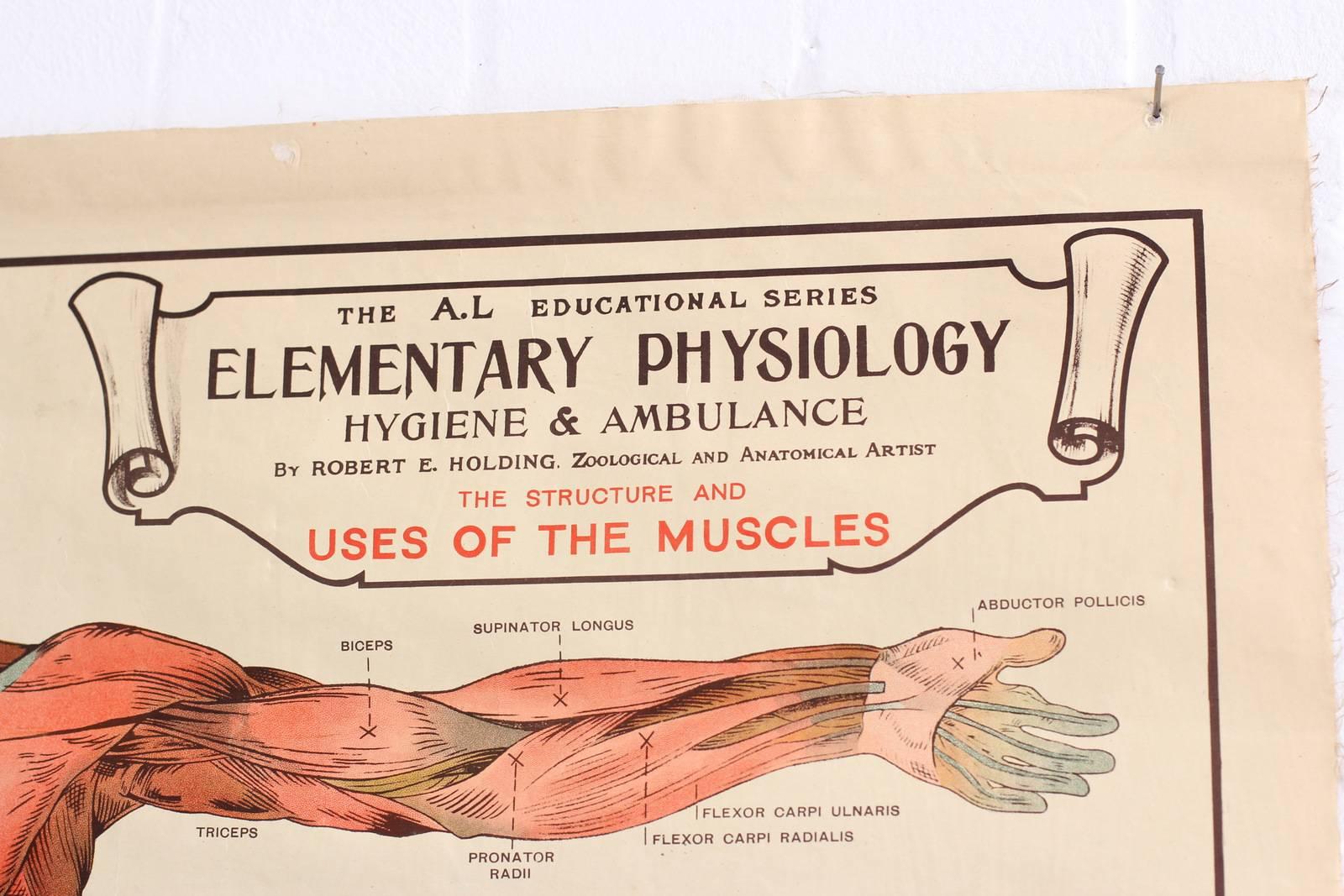 Edwardian Anatomical Chart of the Muscles by Robert E Holding, circa 1910