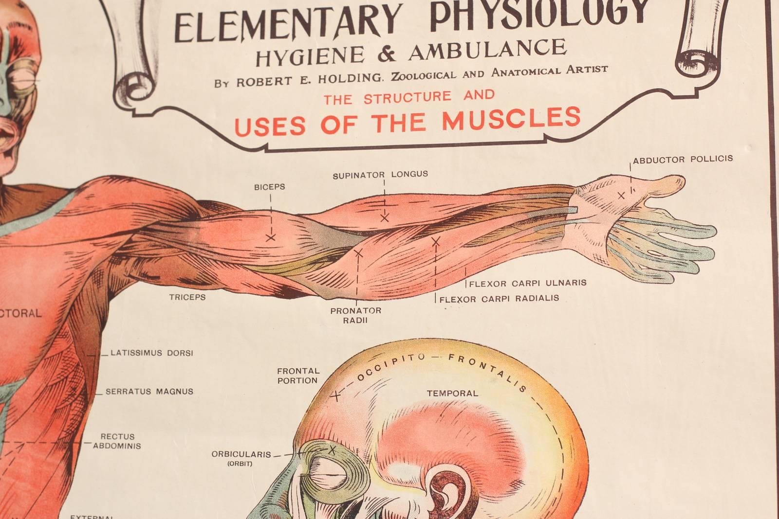 English Anatomical Chart of the Muscles by Robert E Holding, circa 1910