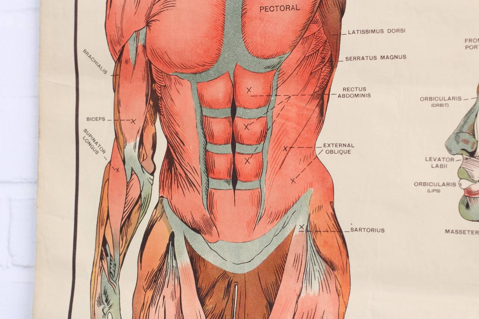 Anatomical Chart of the Muscles by Robert E Holding, circa 1910 In Fair Condition In Gloucester, GB