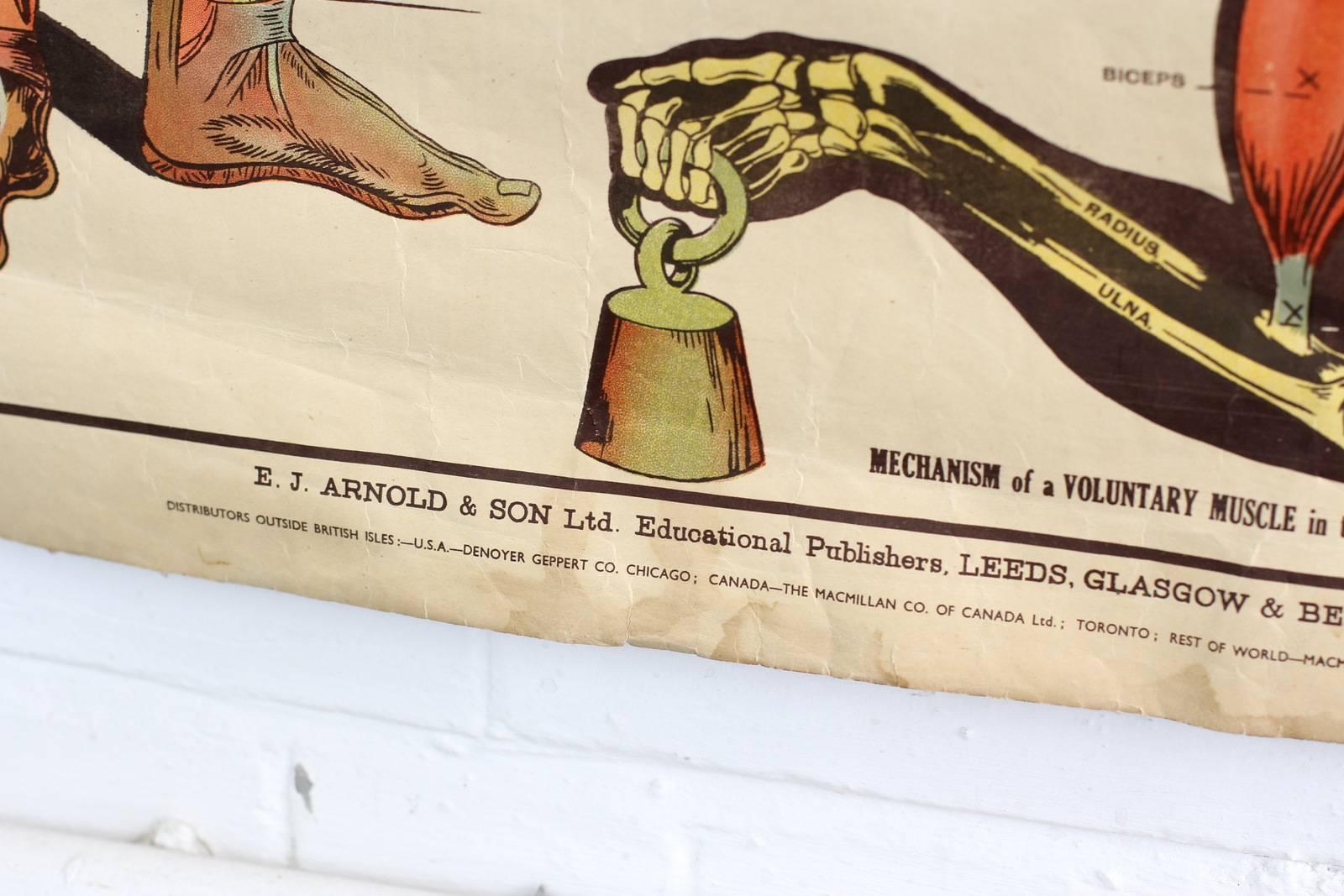 Early 20th Century Anatomical Chart of the Muscles by Robert E Holding, circa 1910