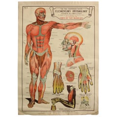 Anatomical Chart of the Muscles by Robert E Holding, circa 1910