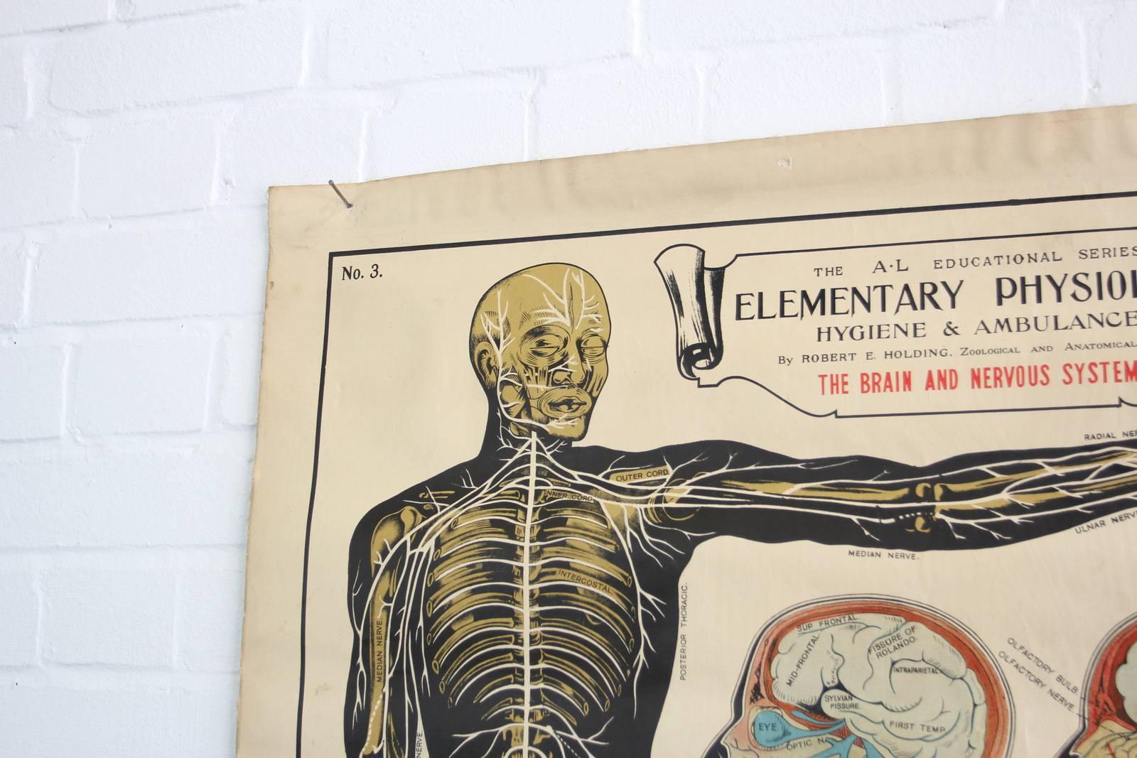 Anatomical Chart Of The Nervous System By Robert E Holding Circa 1910

- Calico back 
- Beautifully illustrated
- English, Circa 1910
- 100cm tall x 70cm wide

Condition Report

Some fraying to the bottom of the chart and various age marks