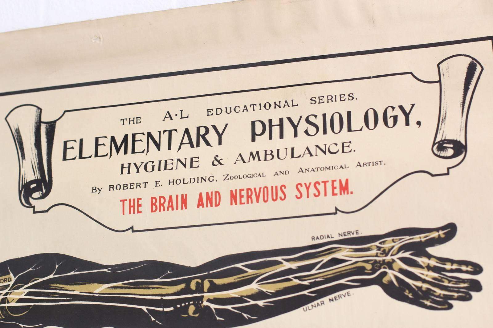 Edwardian Anatomical Chart of the Nervous System by Robert E Holding circa 1910